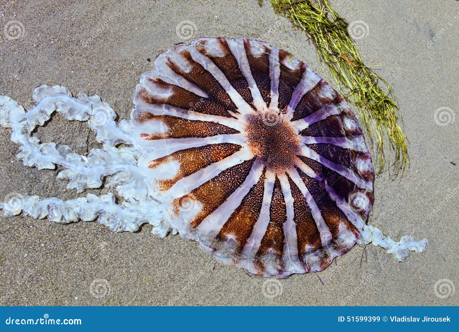 Jellyfish Washed Up on the Coast, Paracas Peru Stock Image Image of