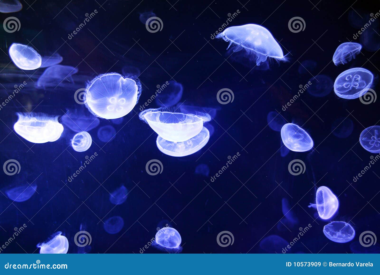 Jellyfishes stock image. Image of diving, jelly, scuba 10573909