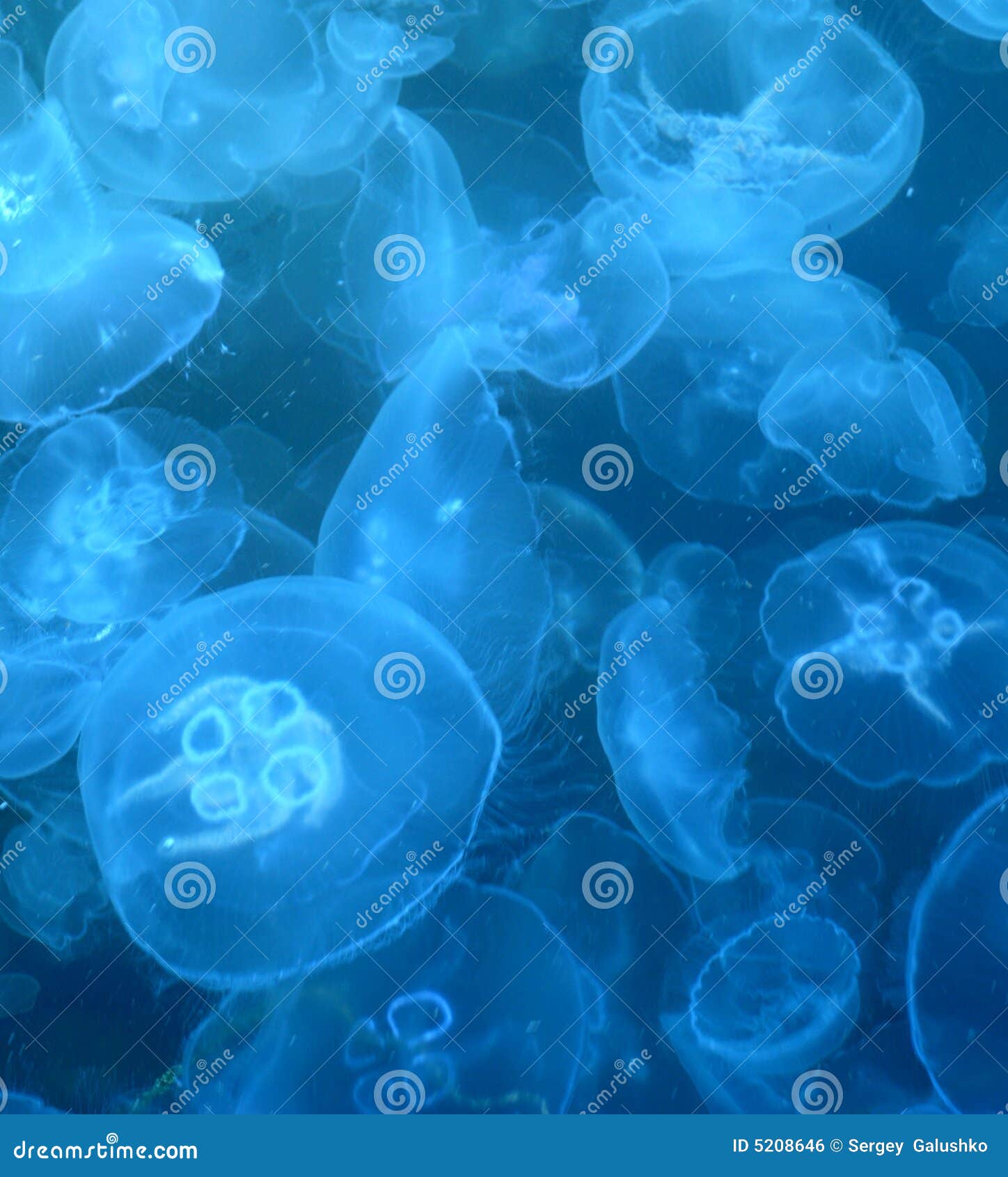 Jellyfishes stock photo. Image of natural, diving, nature 5208646