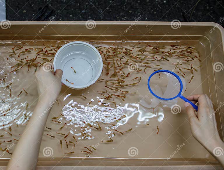 Jemand Versucht, Kleinen Fisch Mit Net Aus Einem Container Zu Fangen