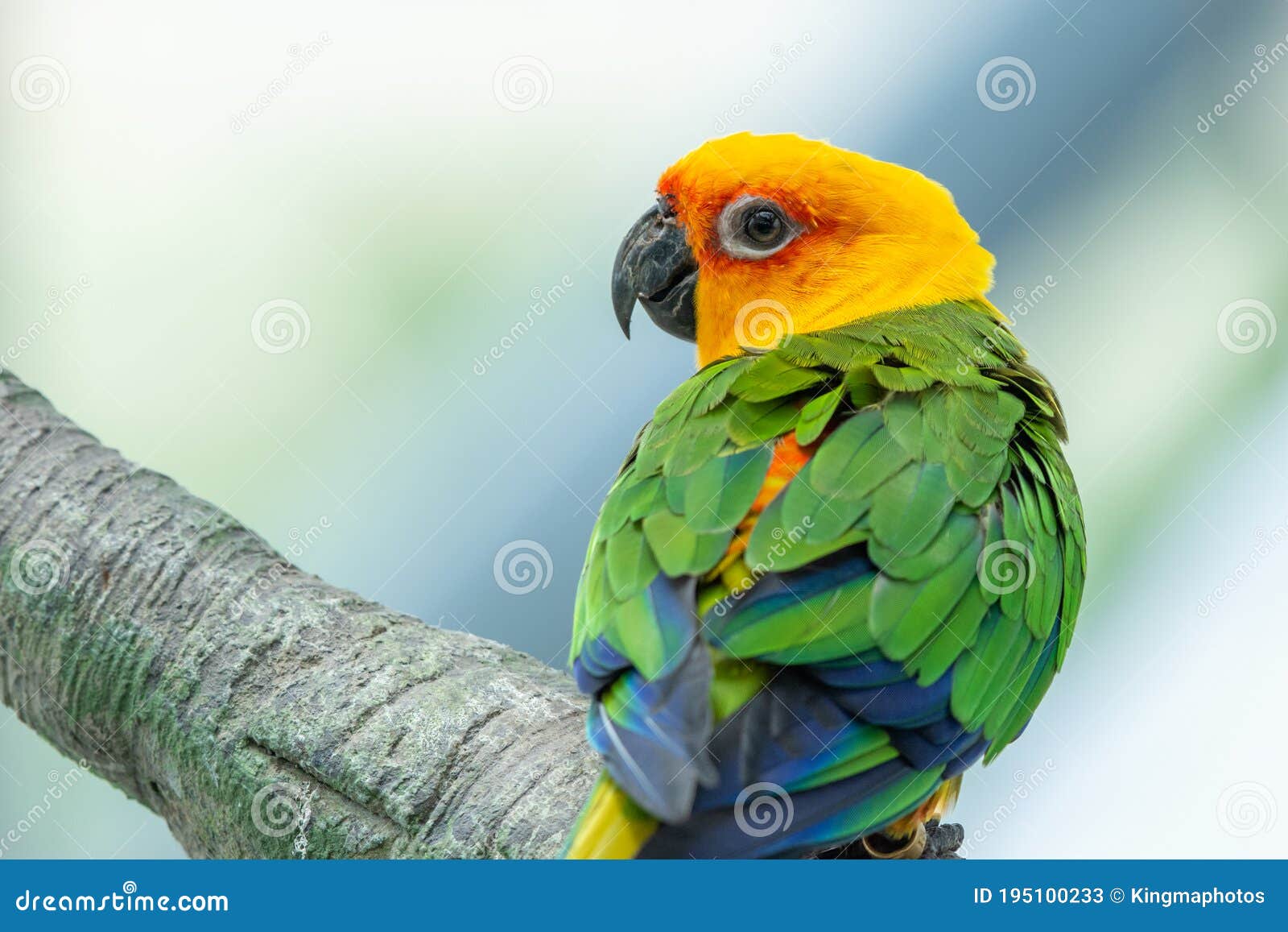 a jenday conure aratinga jandaya perched in a tree, also known as jandaya parakeet is a small neotropical bird found in