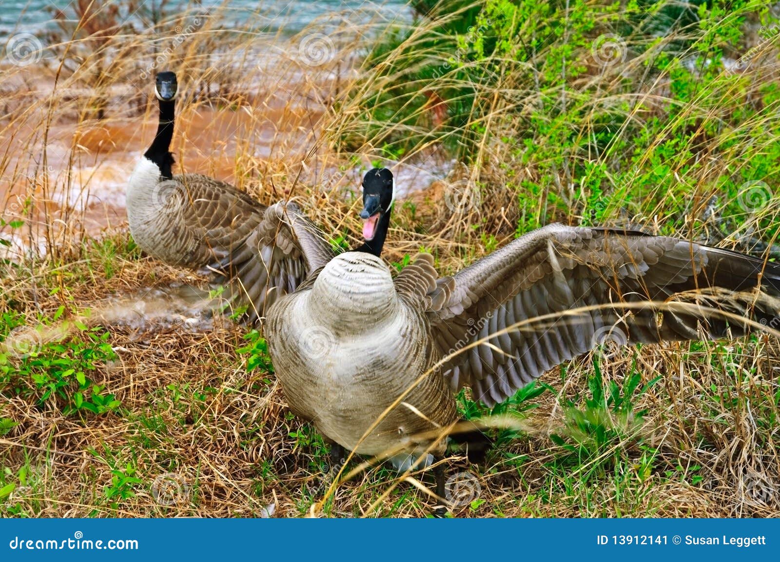 Ataque De Ganso Protegiendo Su Nido Imagen de archivo - Imagen de aleteo,  defienda: 13912141, image size:1600x1153
