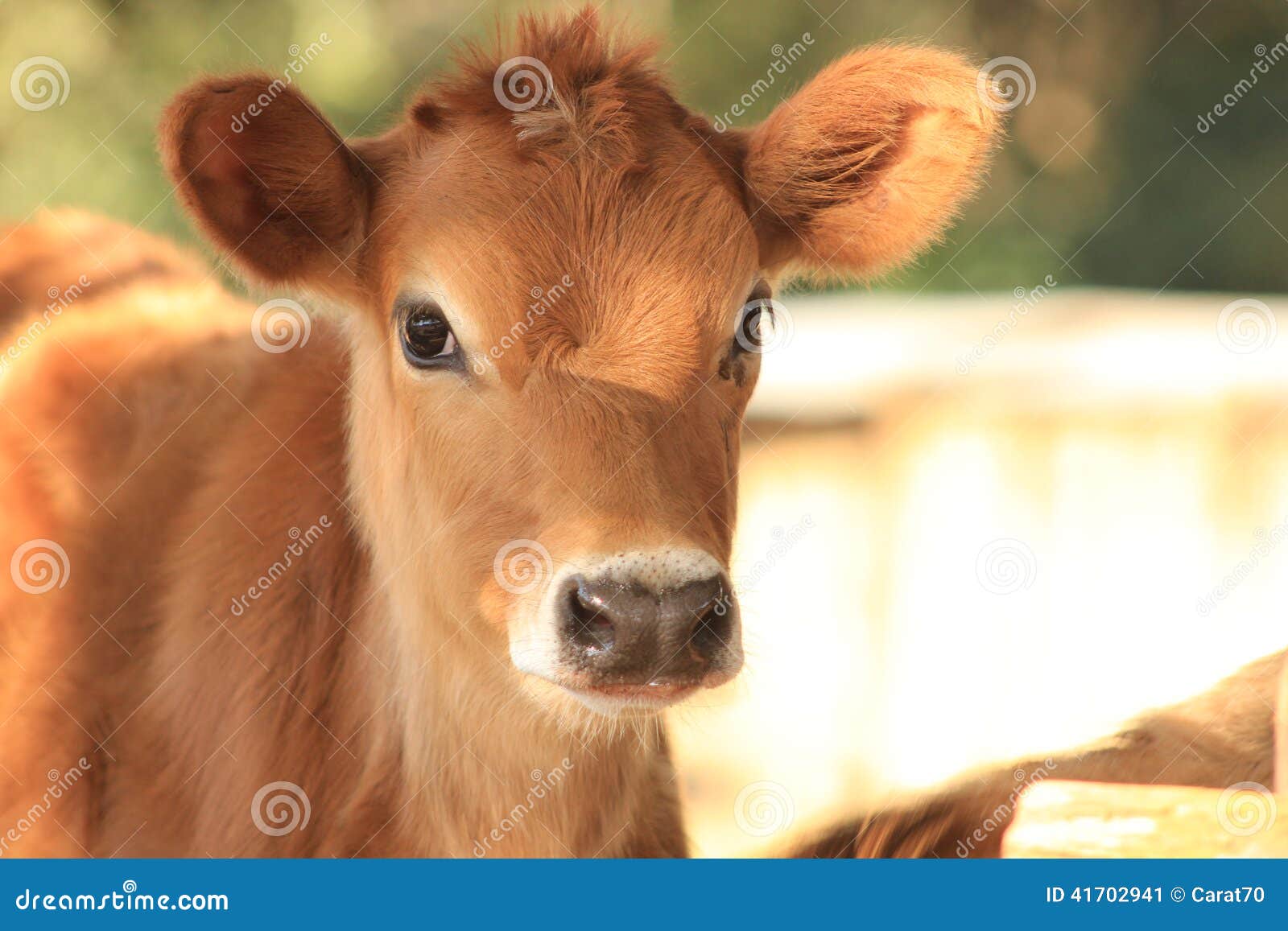 jersey calf