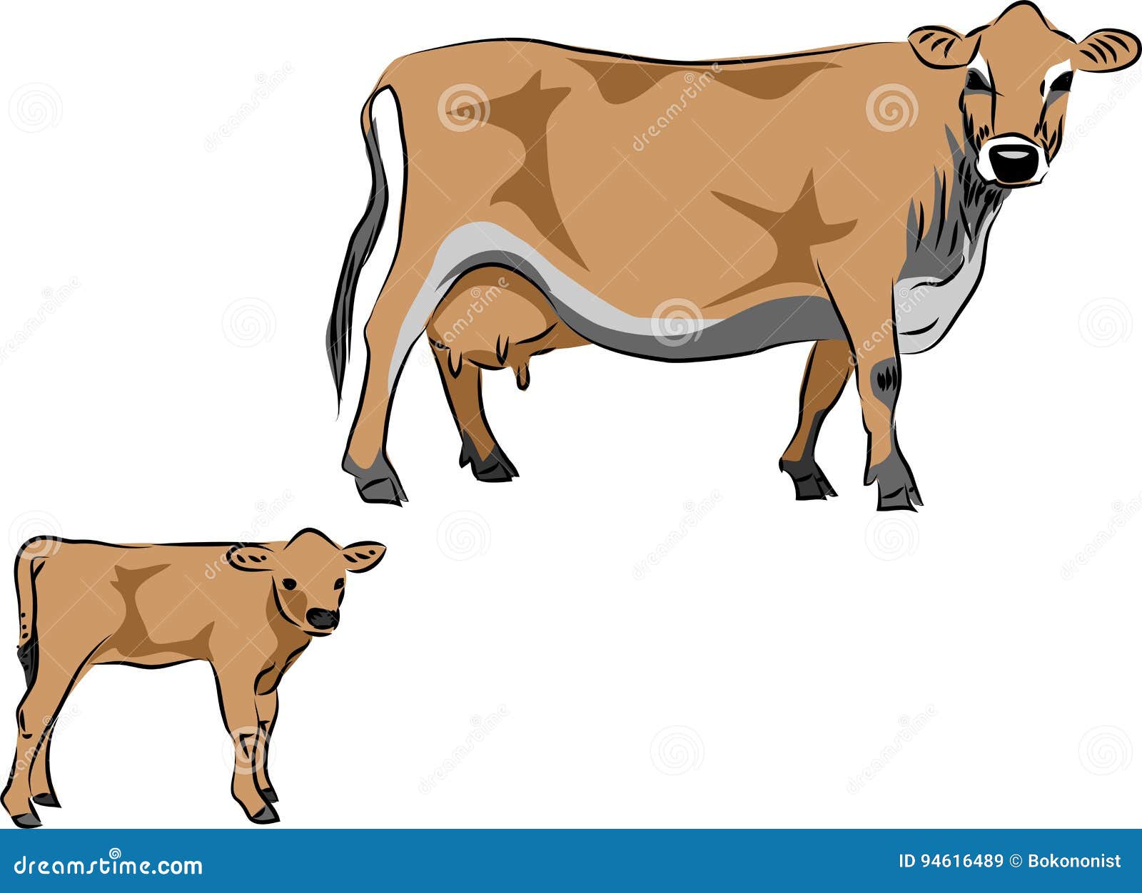 Jersey Cattle Stock Vector Illustration Of Vector Calf 94616489