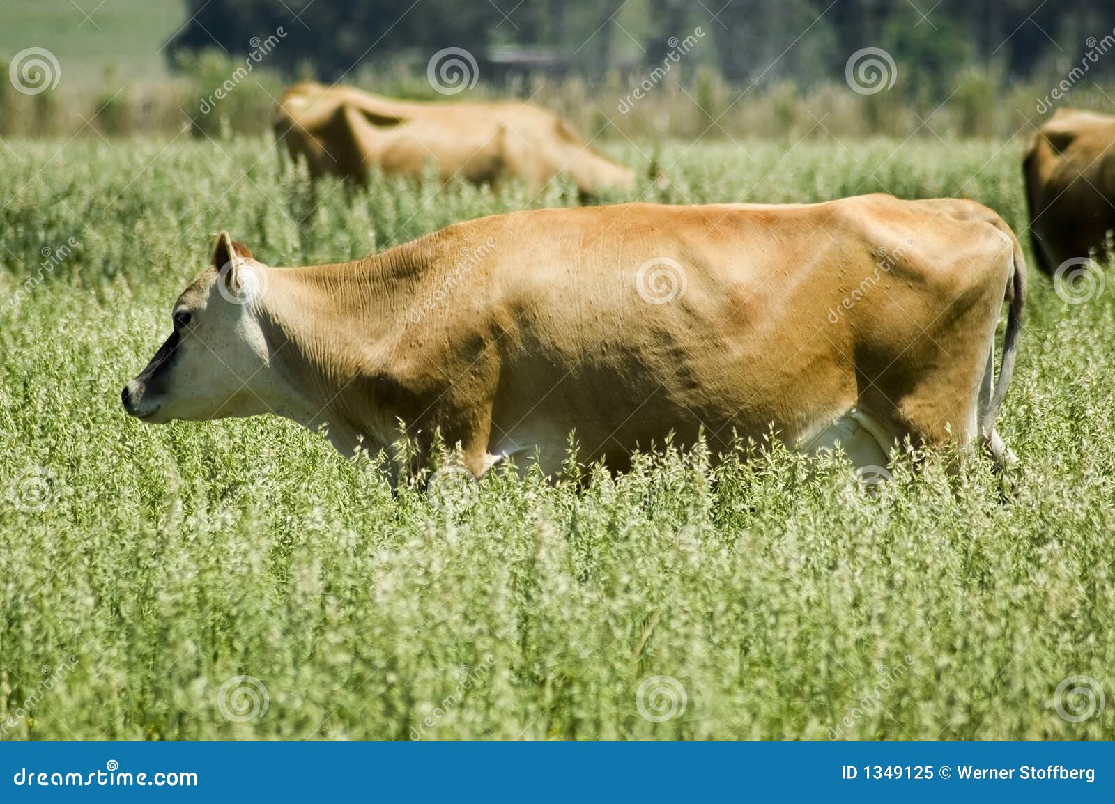 Jersey Cow stock image. Image of country, bees, range 1349125