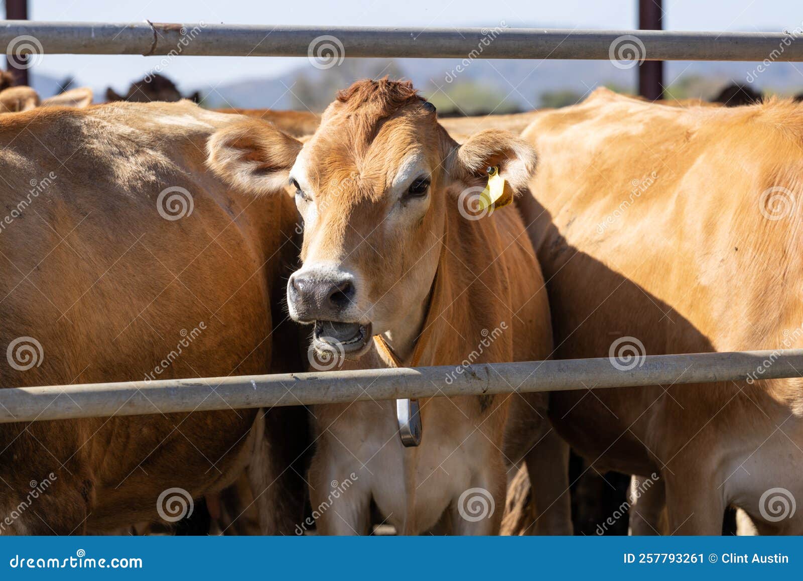 Jersey Cow through the Bars of a Gate Stock Image Image of calf