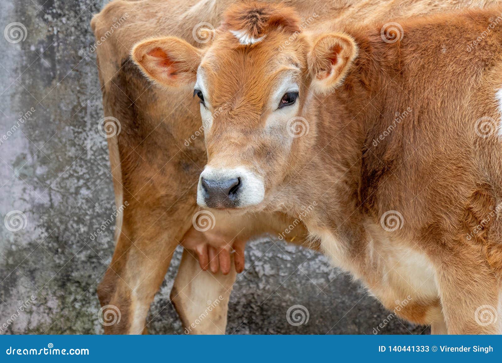 Jersey Cow and Calf, Mother and Son Stock Image Image of jersey, calf