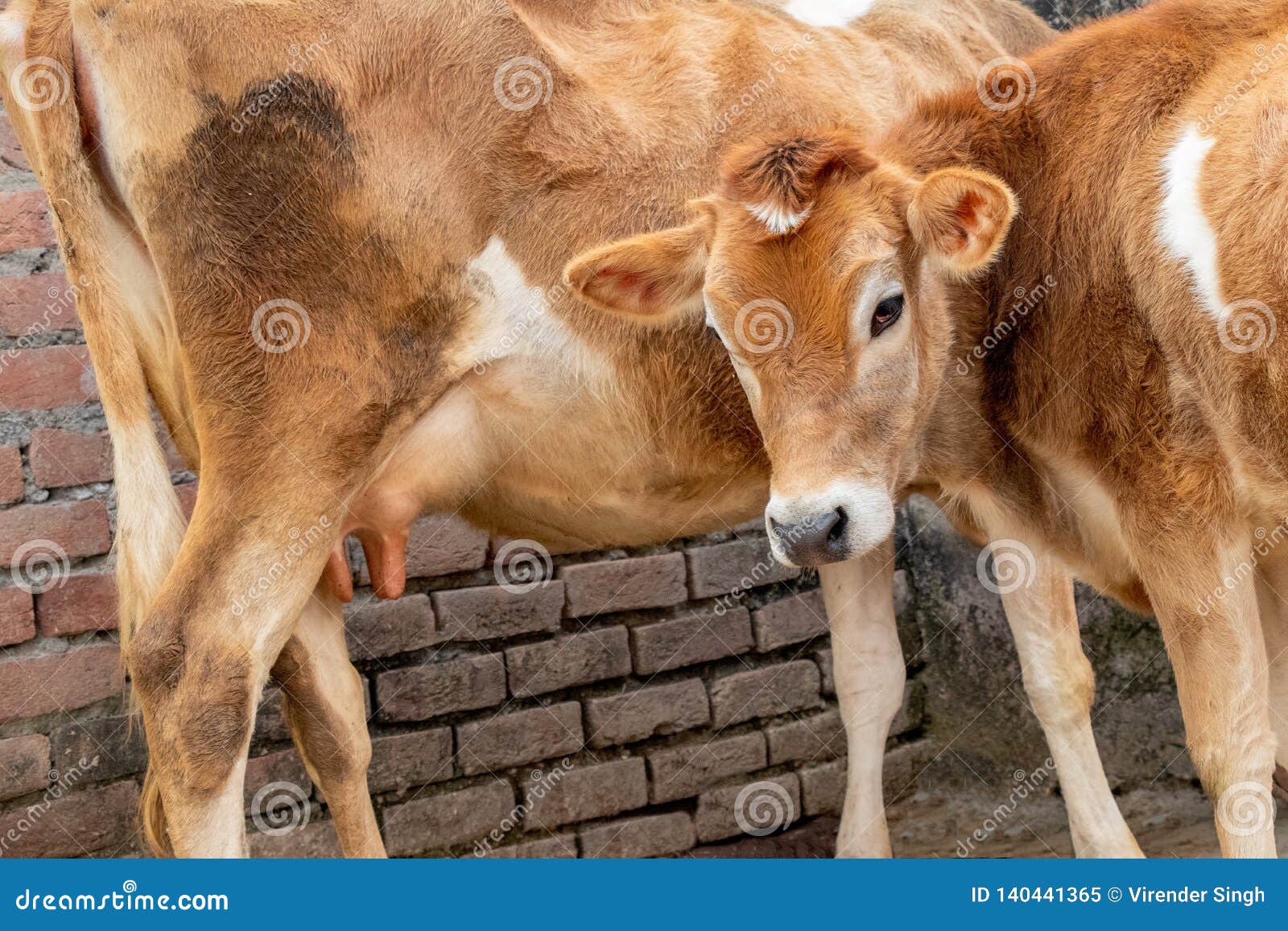 Jersey Cow and Calf, Mother and Son Stock Image Image of eating, color 140441365