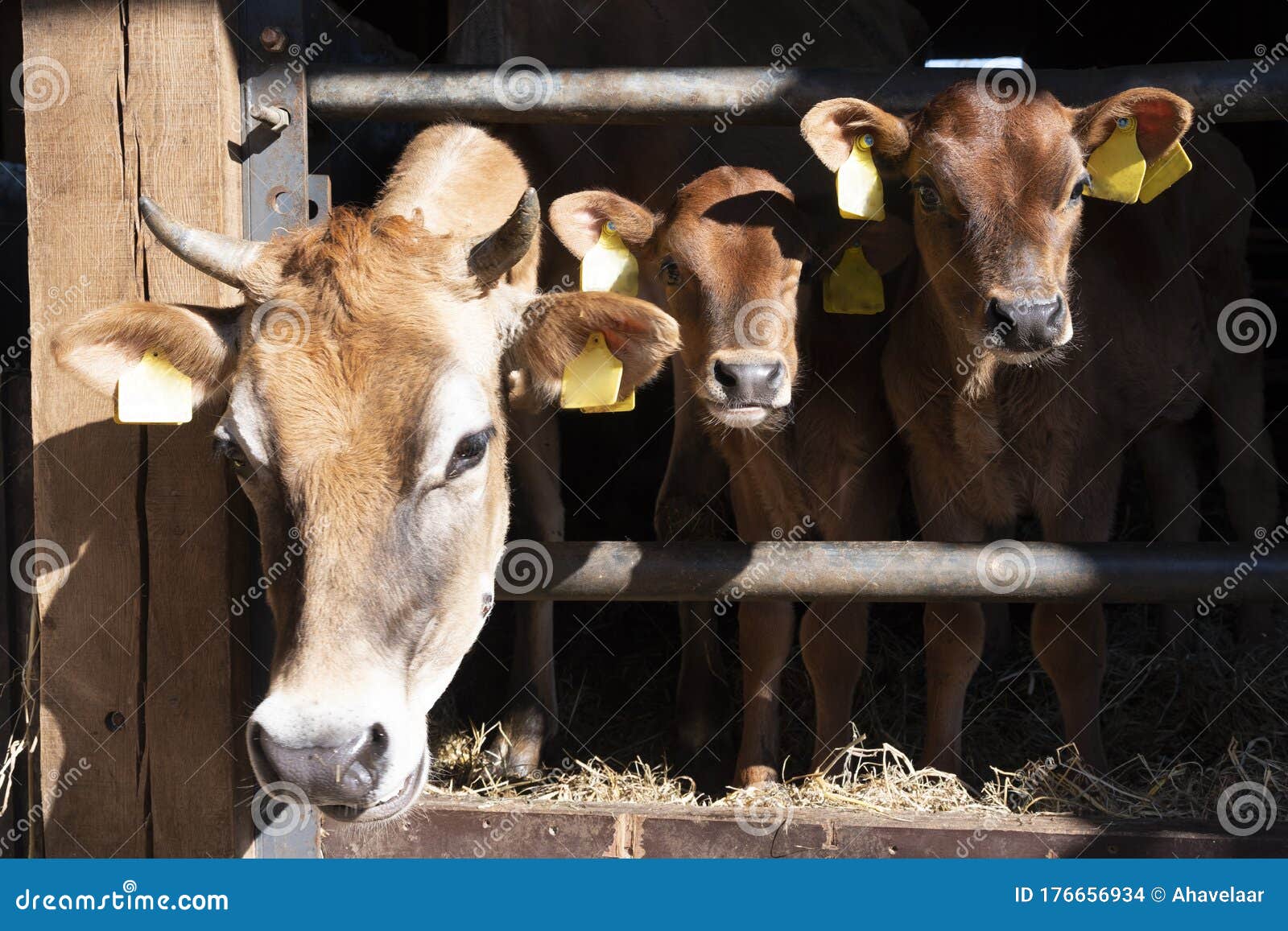 Jersey Cow and Calves in Open Stable on Dutch Organic Farm in Holland ...