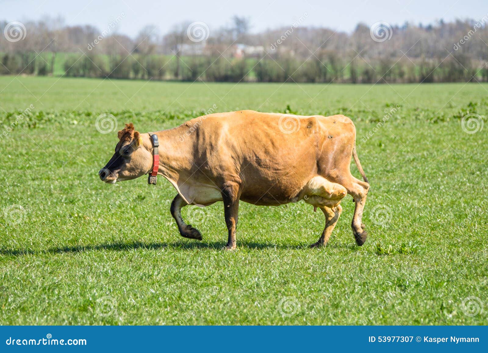 Jersey cow on green grass stock image. Image of landscape 53977307
