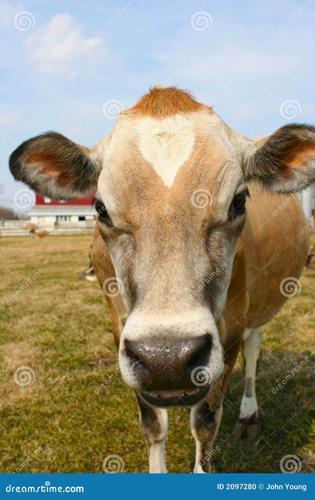 Jersey cow in a pasture stock photo. Image of country 2097280