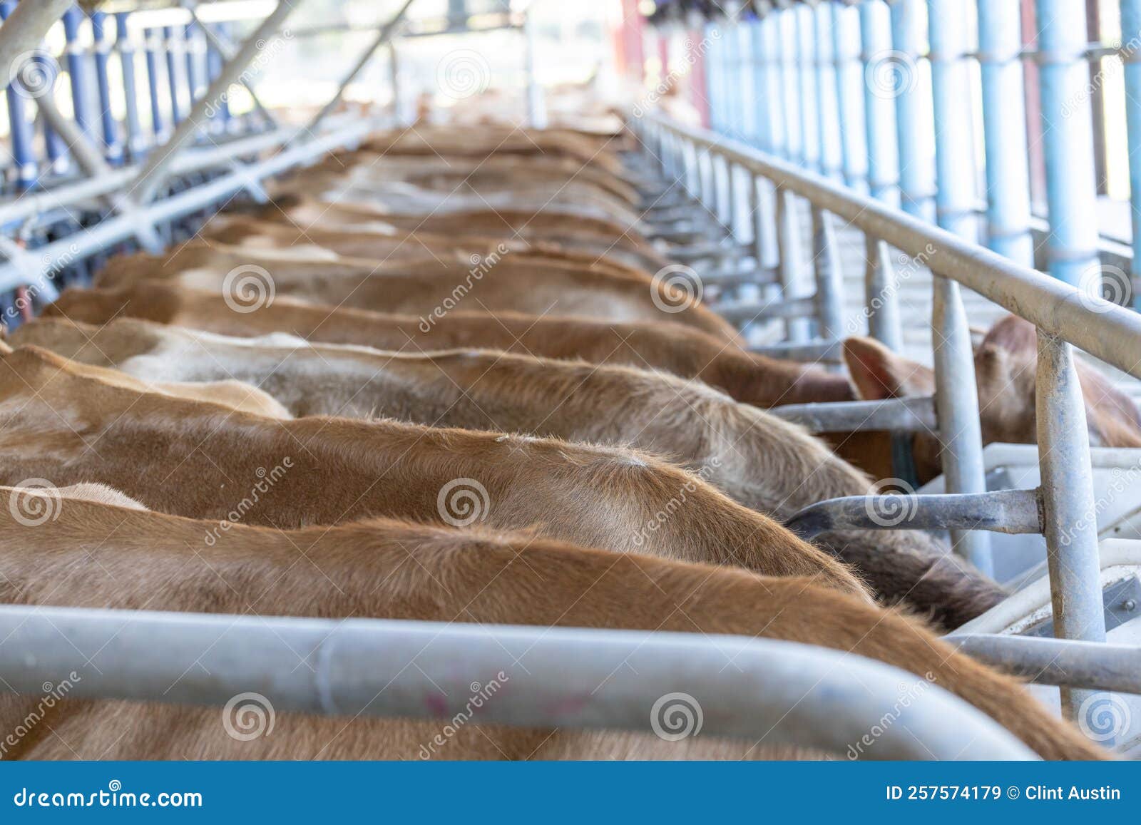 Jersey Cows in a Milking Parlor Stock Image Image of breed