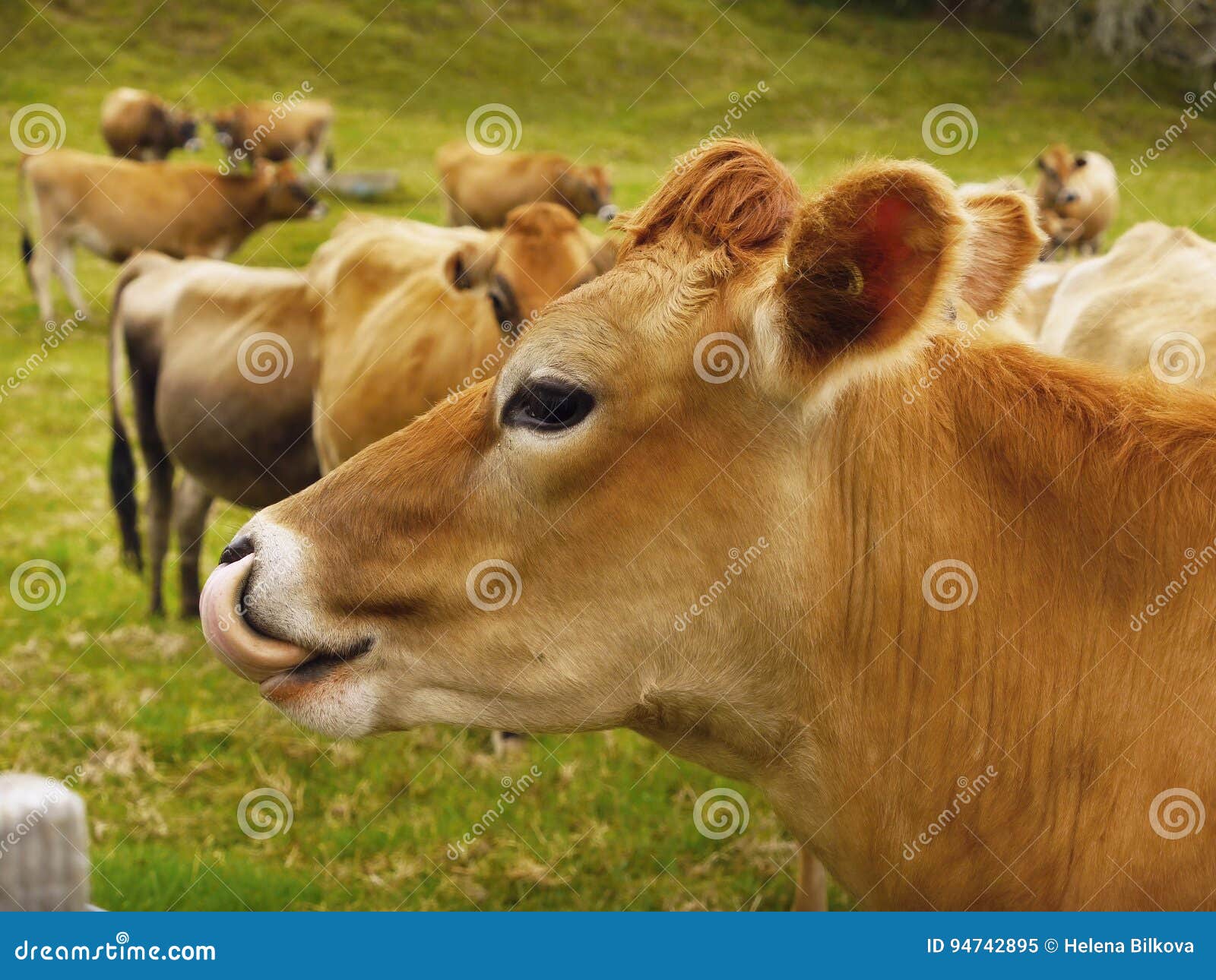 Jersey Dairy Cows, Cattle Royalty-Free Stock Photography ...