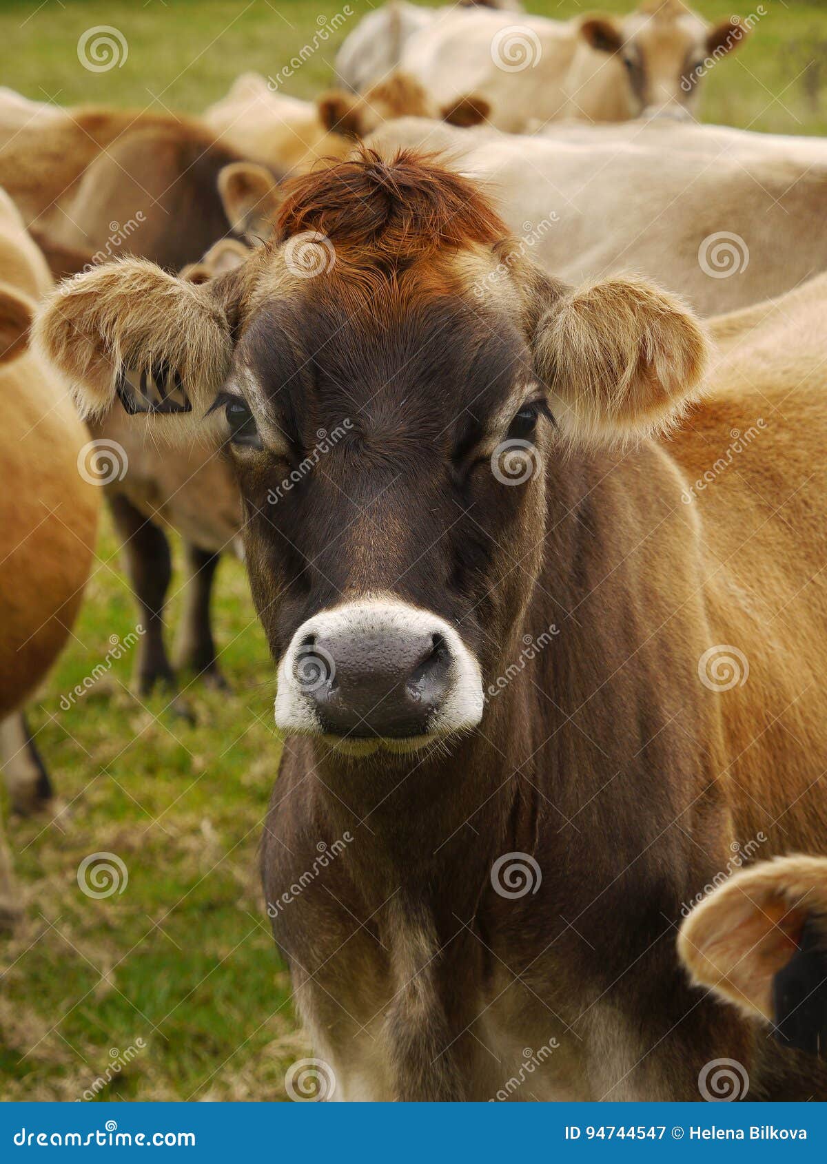 Jersey Dairy Cows, Cattle Royalty-Free Stock Photography ...