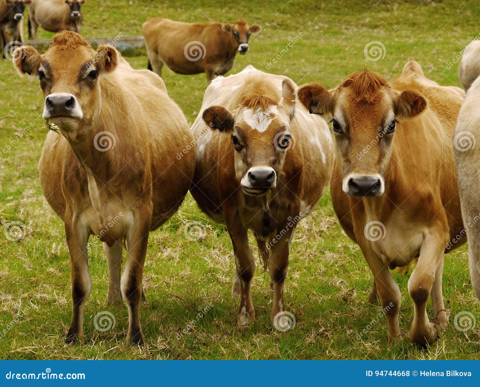 Jersey Dairy Cows, Cattle stock photo. Image of country 94744668