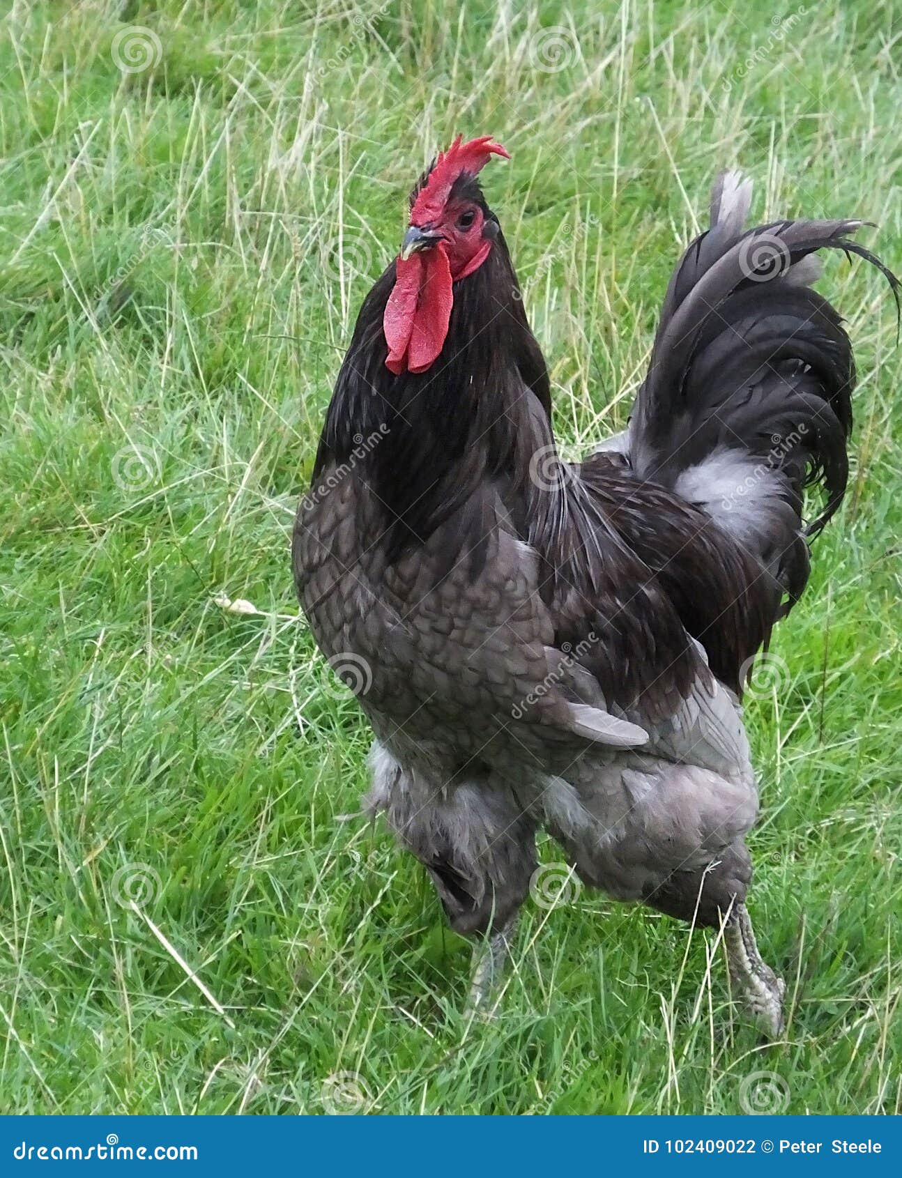 jersey giant cockerel