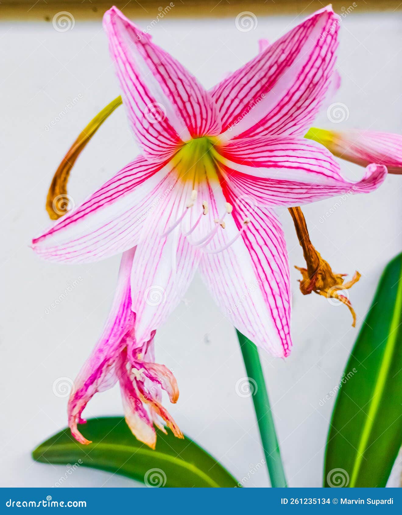 Jersey Lily a Flower Native To Cape Province South Africa. Stock