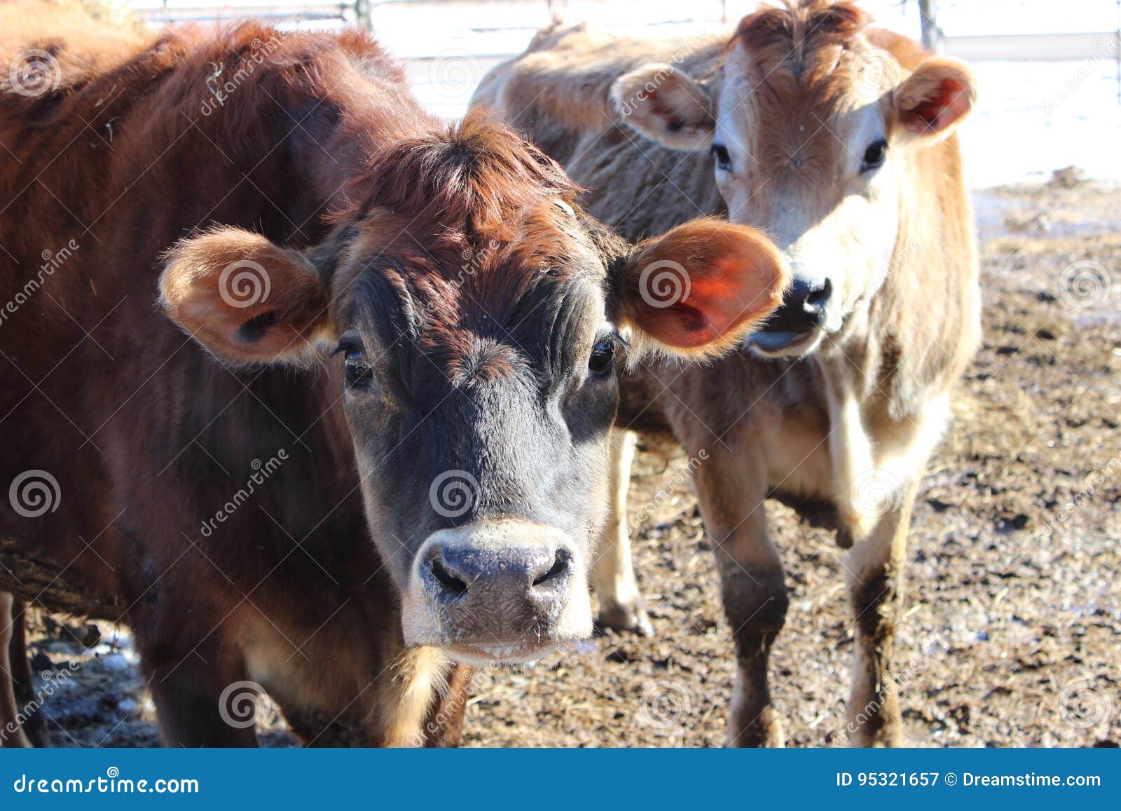 Jersey Steers Stock Photos Free & RoyaltyFree Stock Photos from