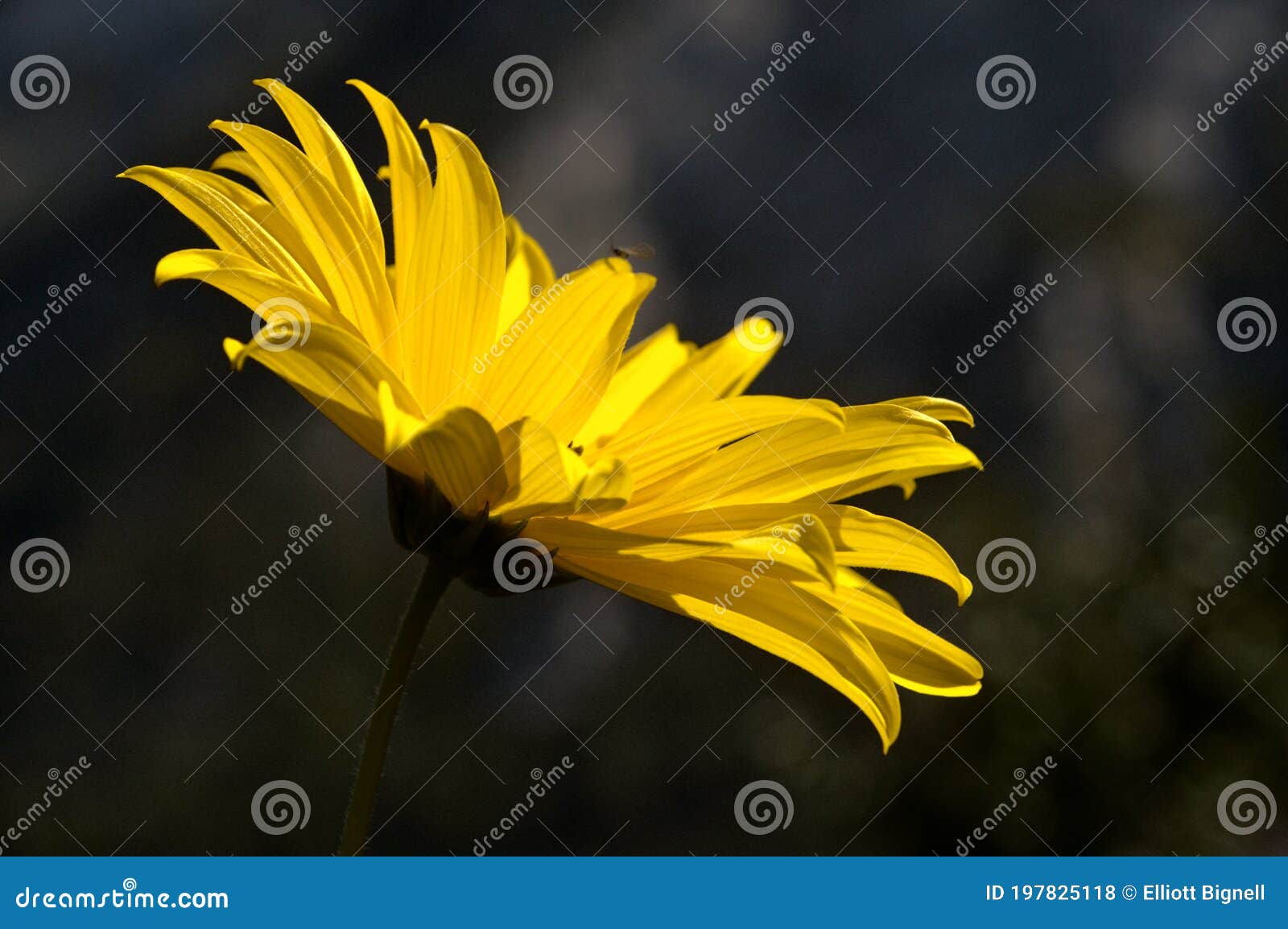 jerusalem artichoke flowering in swiss cottage garden in strong sunlight
