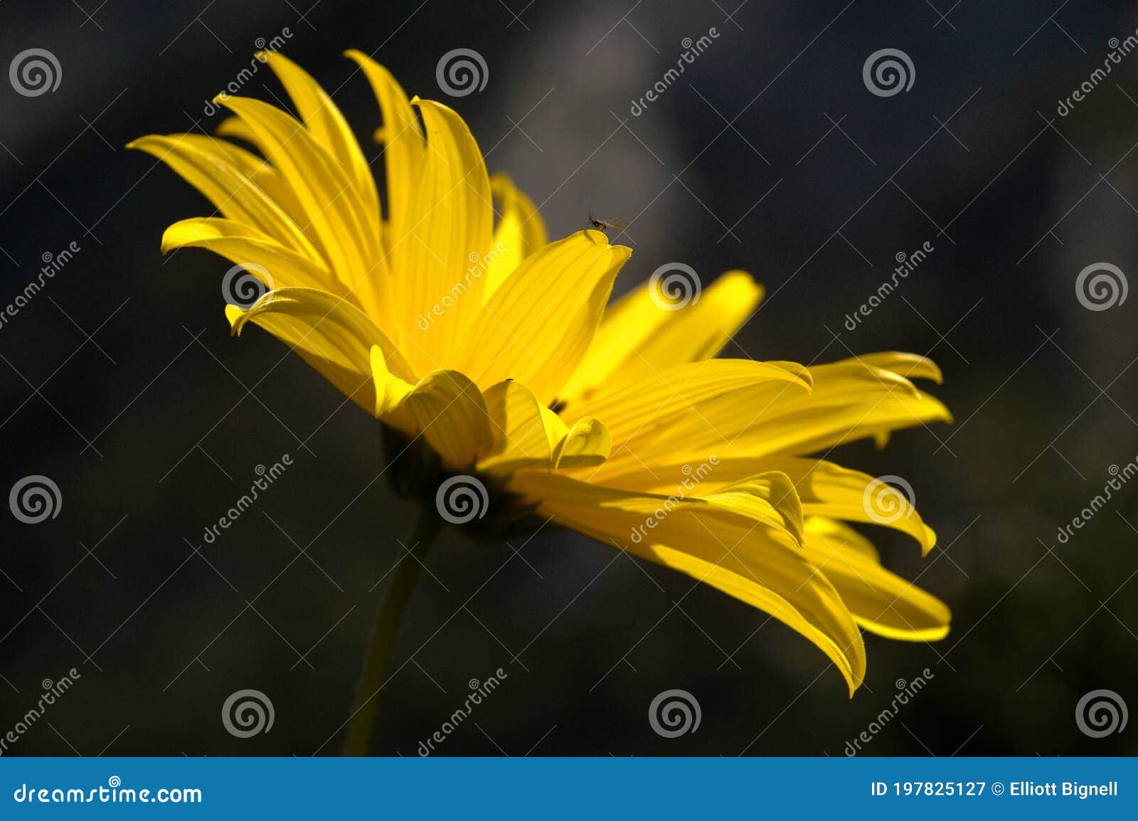 jerusalem artichoke flowering in swiss cottage garden in strong sunlight