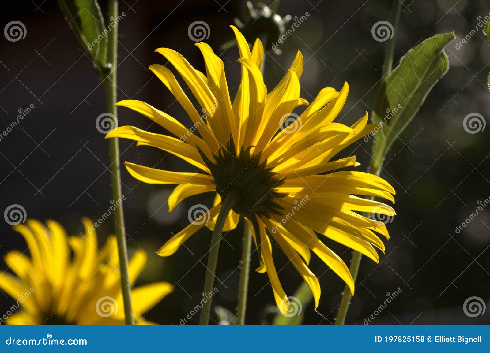 jerusalem artichoke flowering in swiss cottage garden in strong sunlight