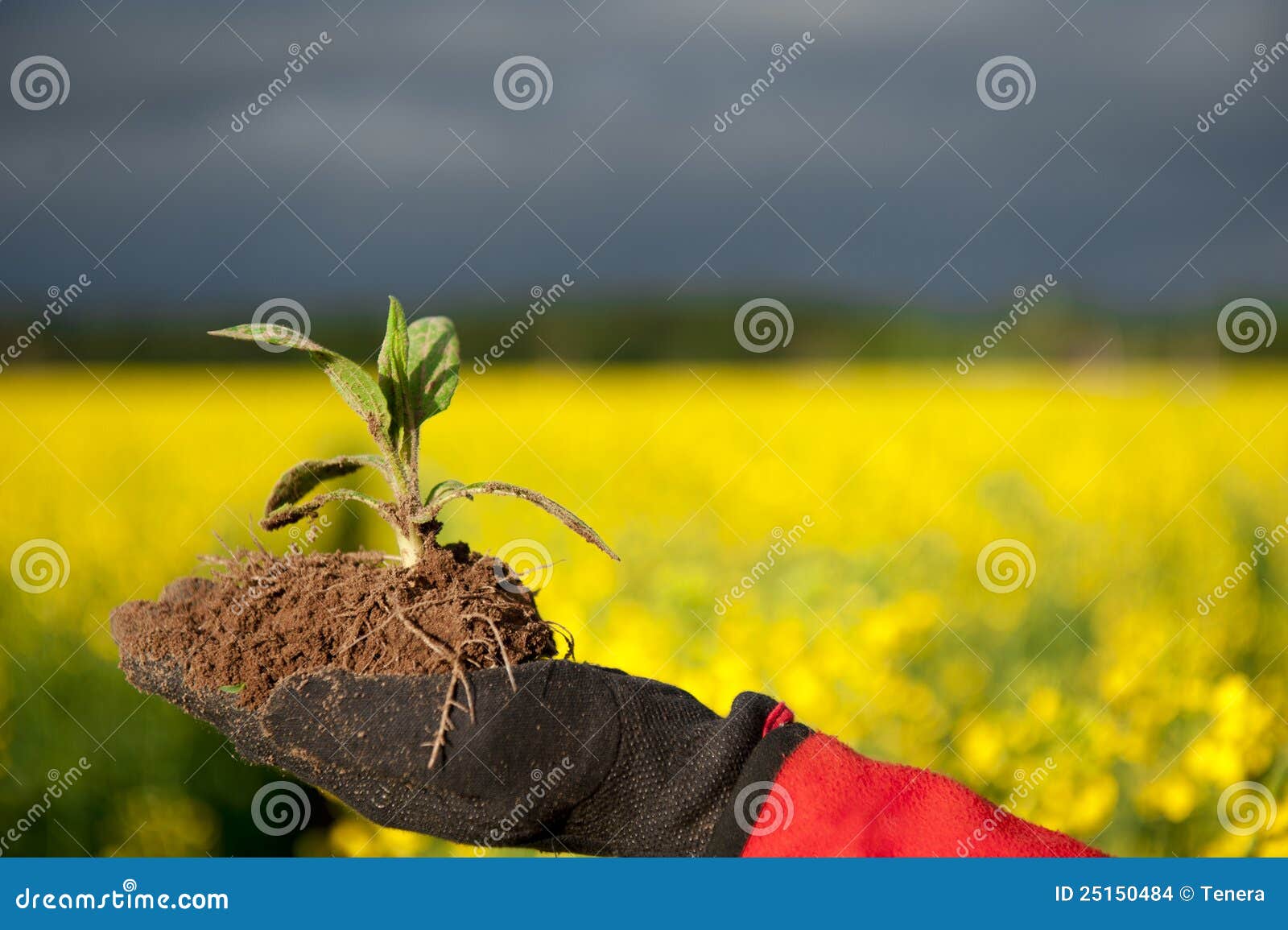 Jerusalem Artichoke Plant In The Hand Stock Photo - Image of healthy