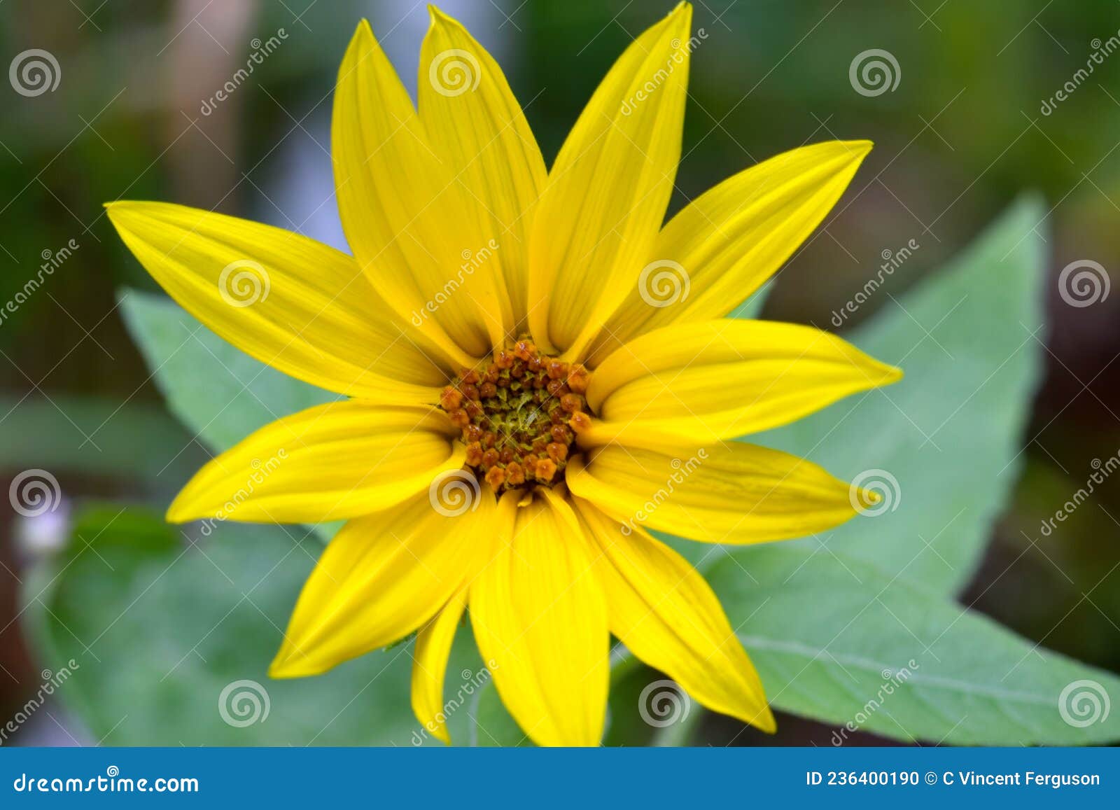 Jerusalem Artichoke Sunflower 02 Stock Photo Image of natural, floral 236400190