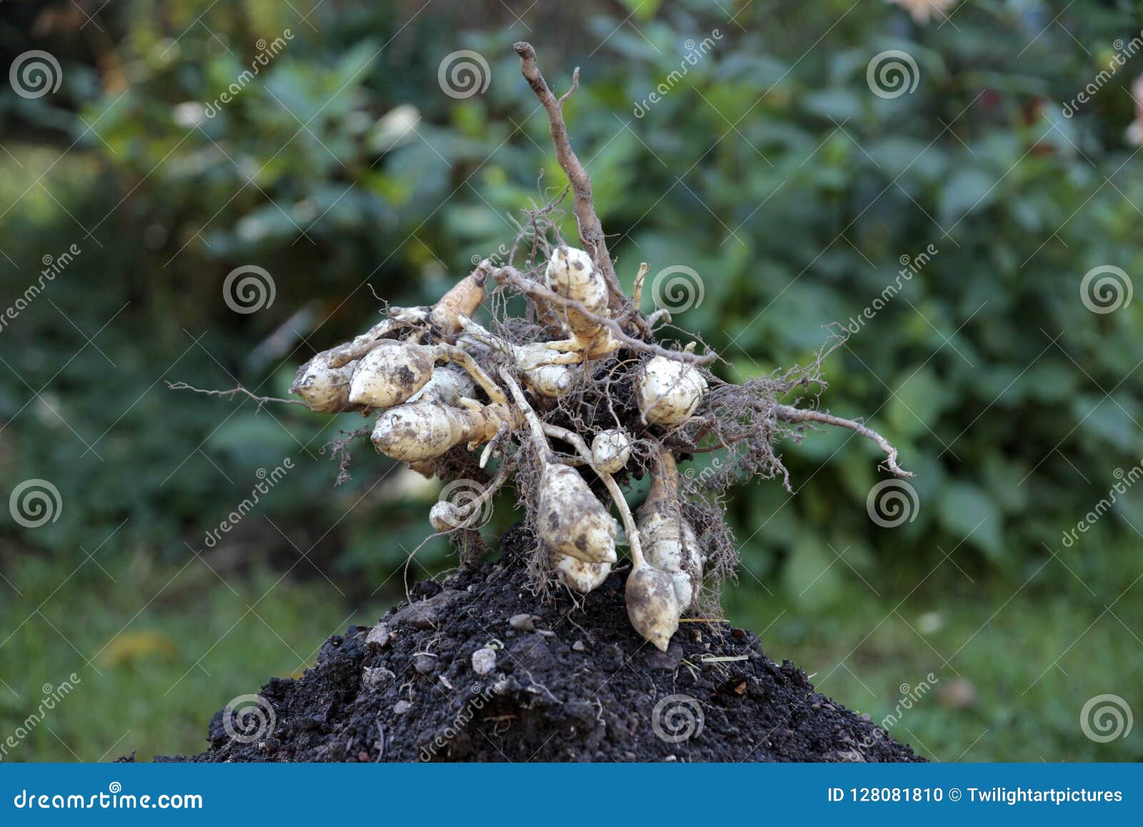 Jerusalem Artichoke is a Sunflower Edible Root Vegetable Stock Photo