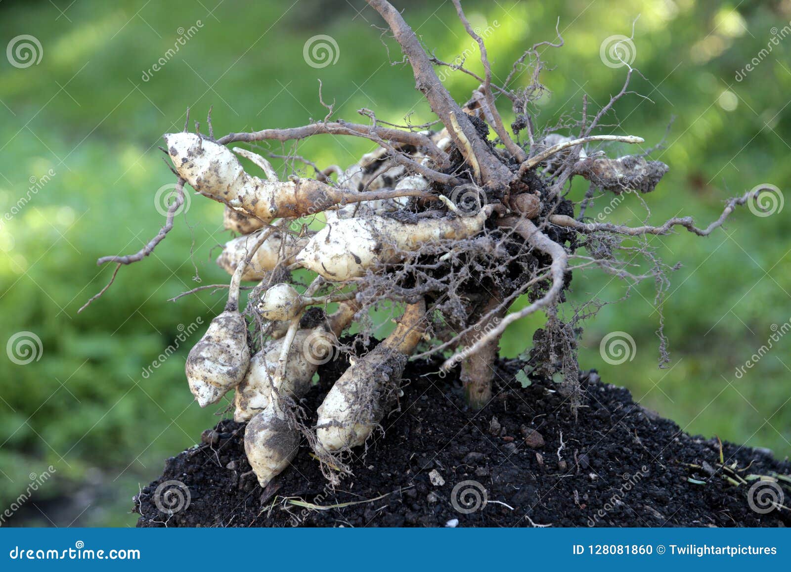 Jerusalem Artichoke is a Sunflower Edible Root Vegetable Stock Photo
