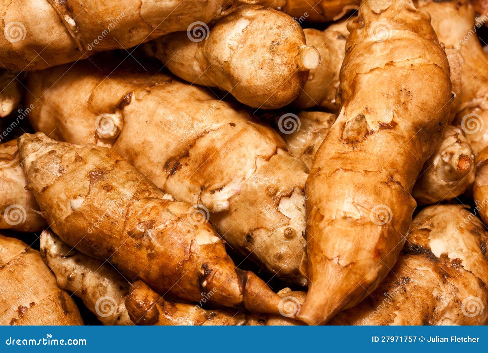 Jerusalem Artichokes stock image. Image of herbaceous 27971757