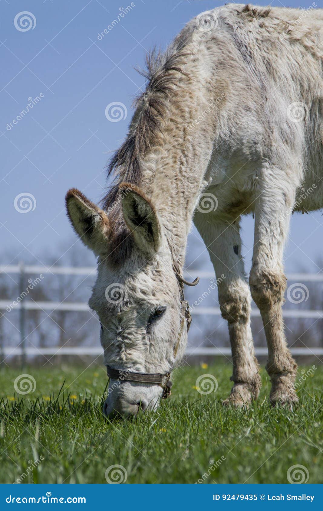 Jerusalem Donkey Grazing stock image. Image of jerusalem 92479435