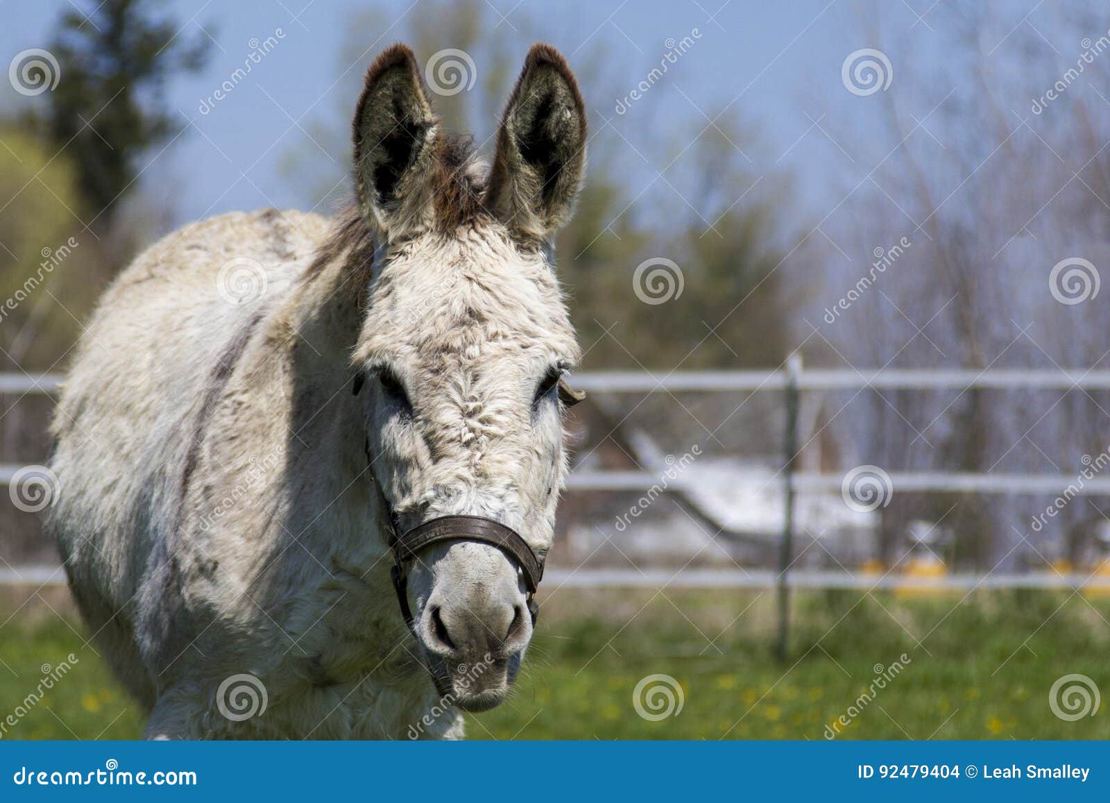 Jerusalem Donkey Looking Up Stock Photo Image of happy, clouds 92479404