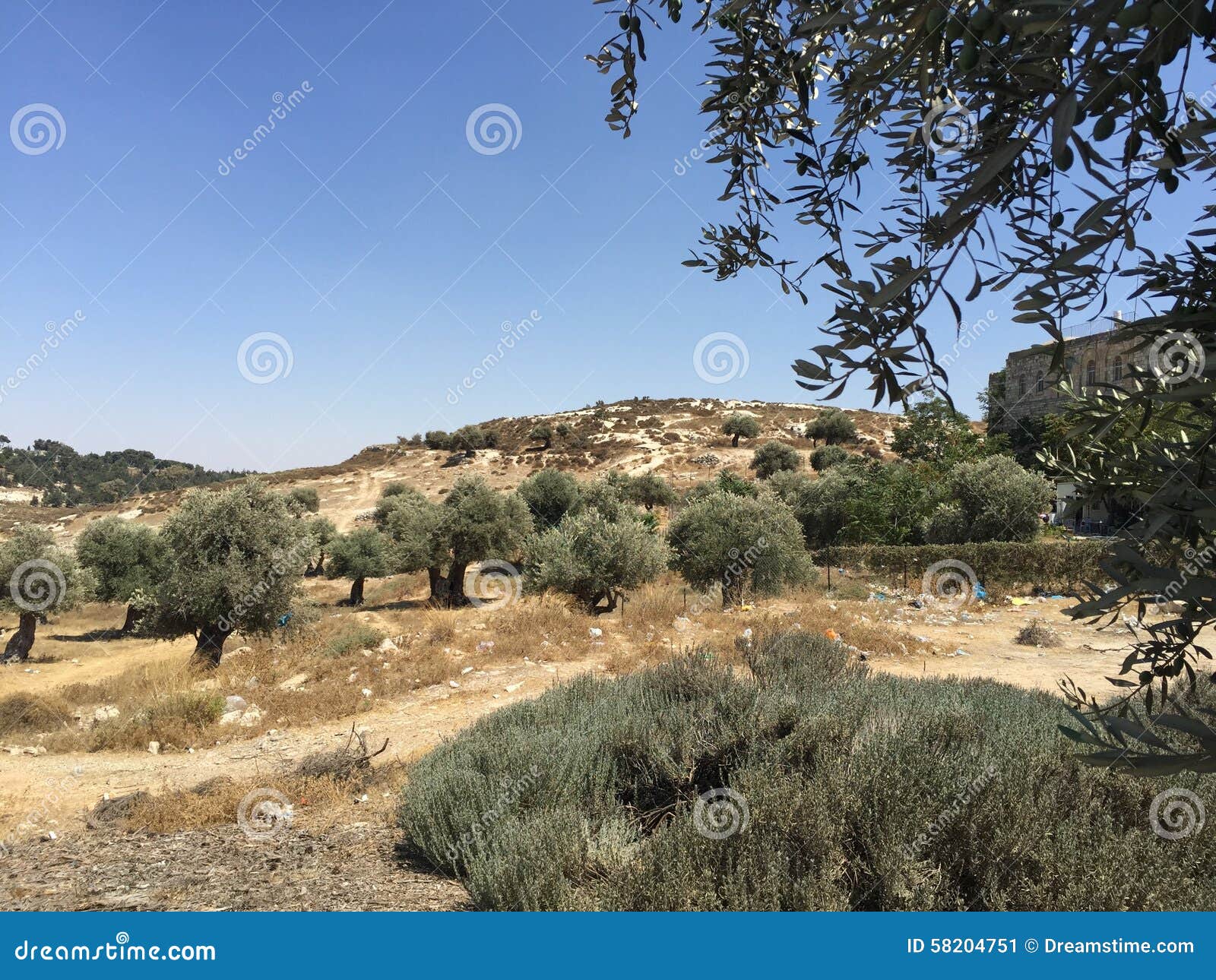 Jerusalem Olive Tree stock image. Image of paysage, eternal 58204751