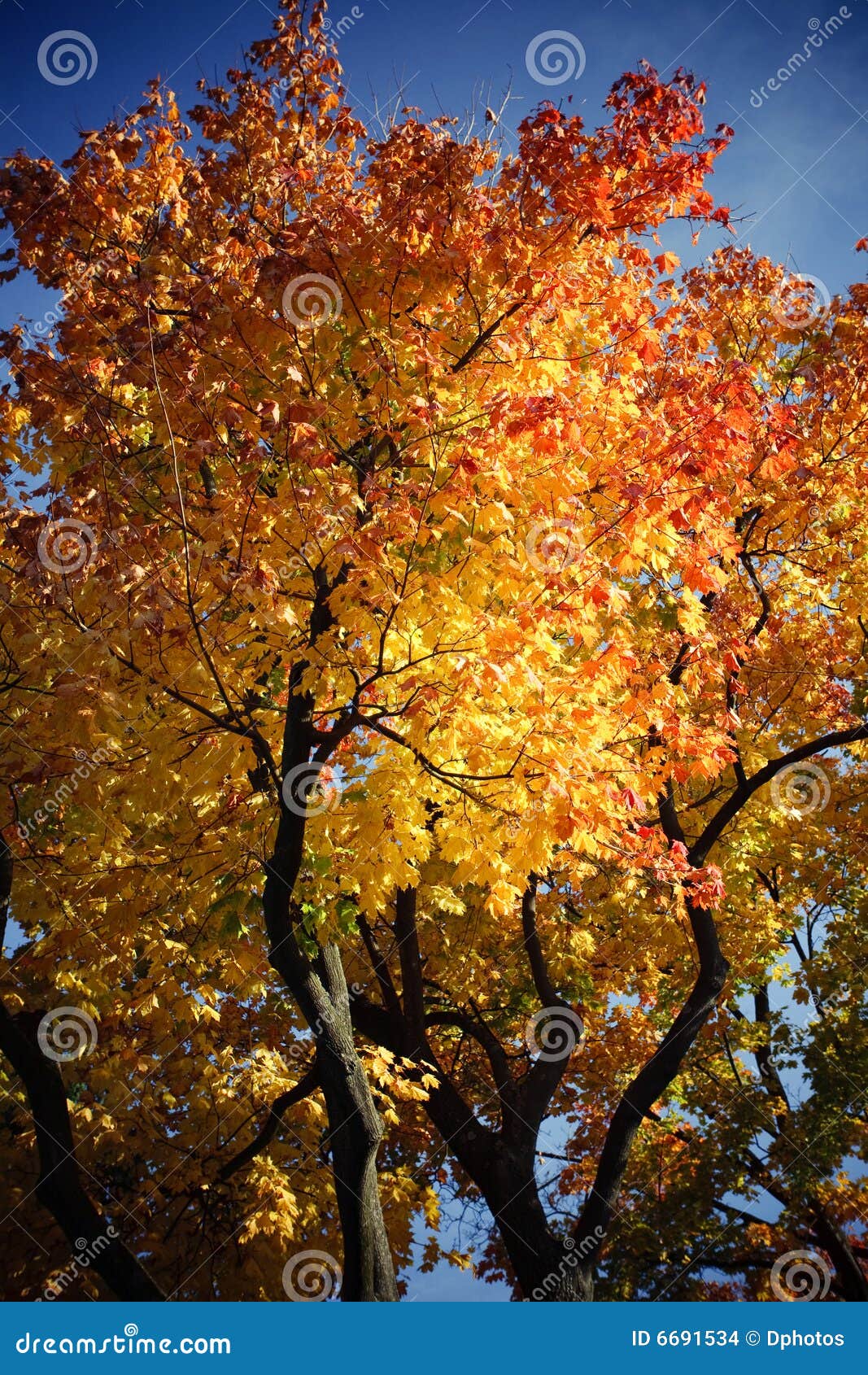 Piękny jesień błękit opuszczać spojrzeń ranek nieba kolor żółty