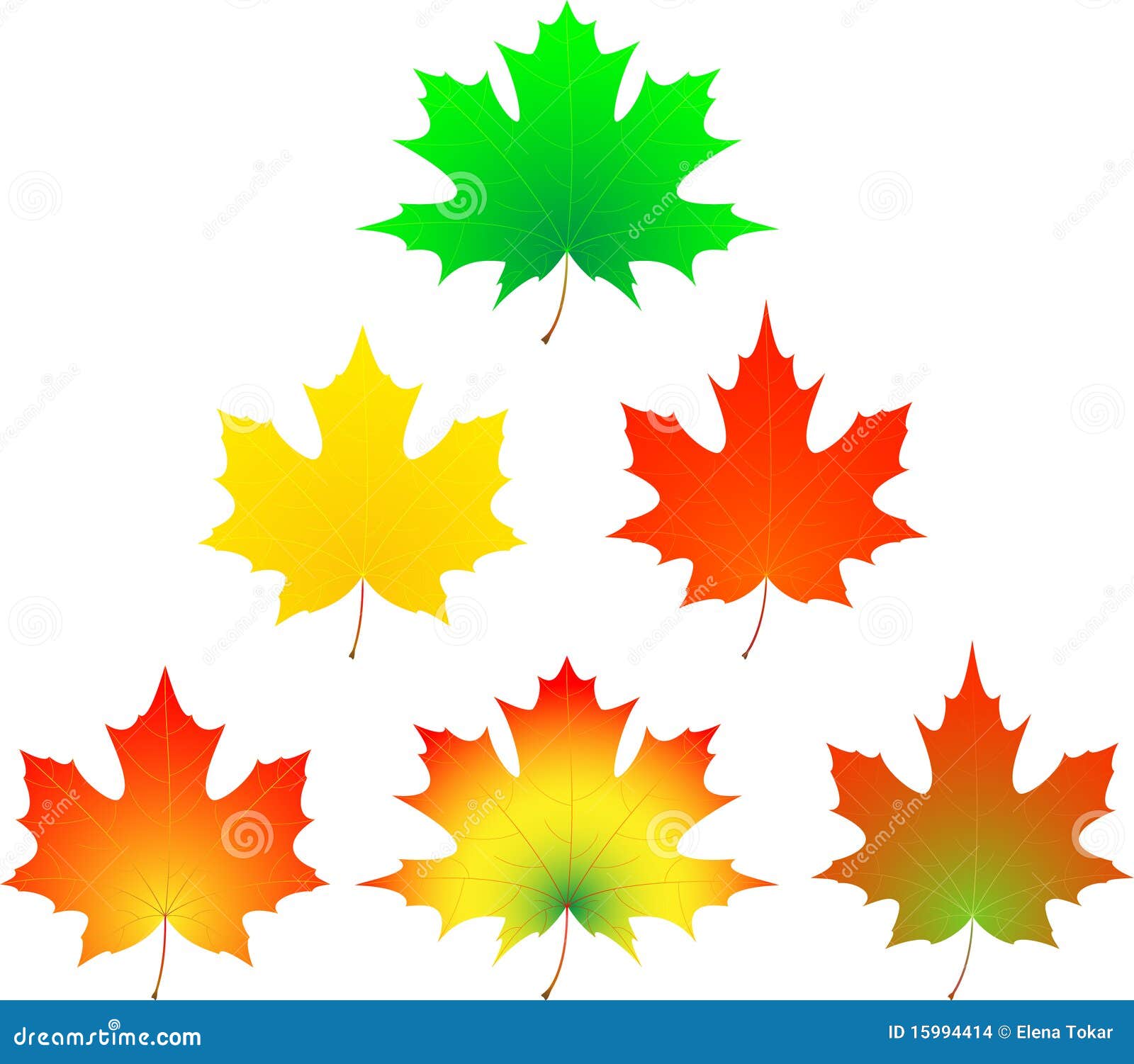 Разноцветные кленовые листья разных размеров