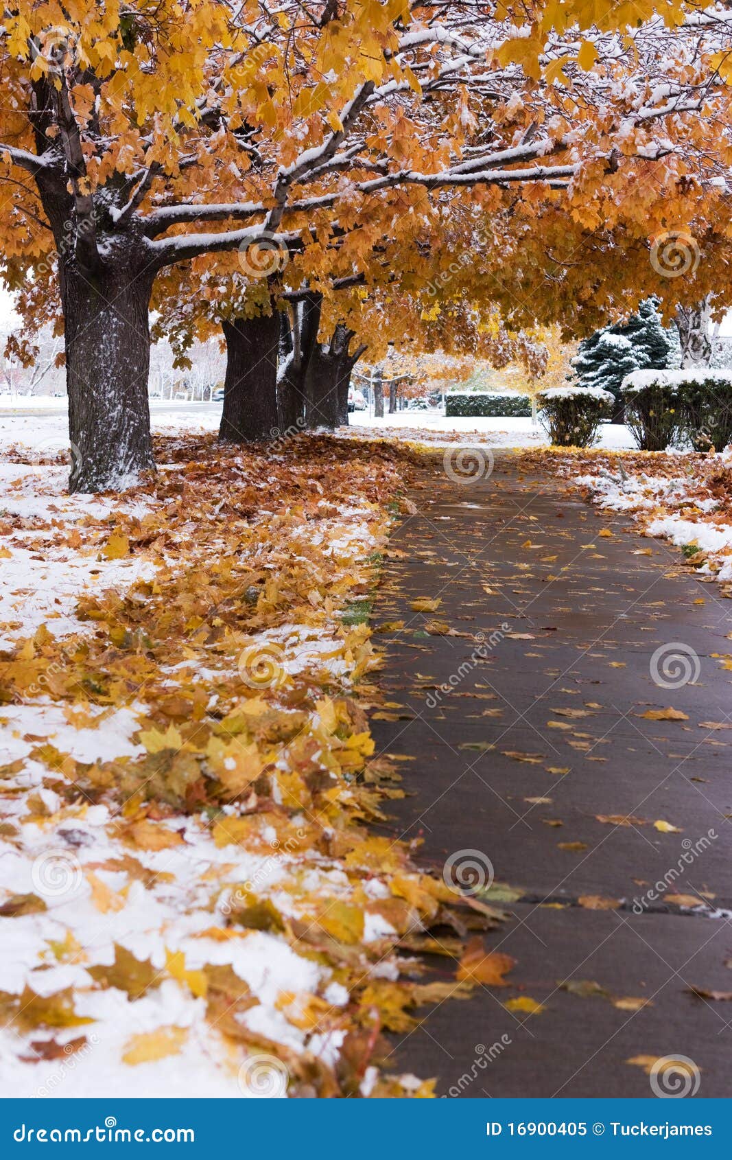 Jesień śnieg. Jesień drzewa kolorowi Idaho śnieżni drzewa