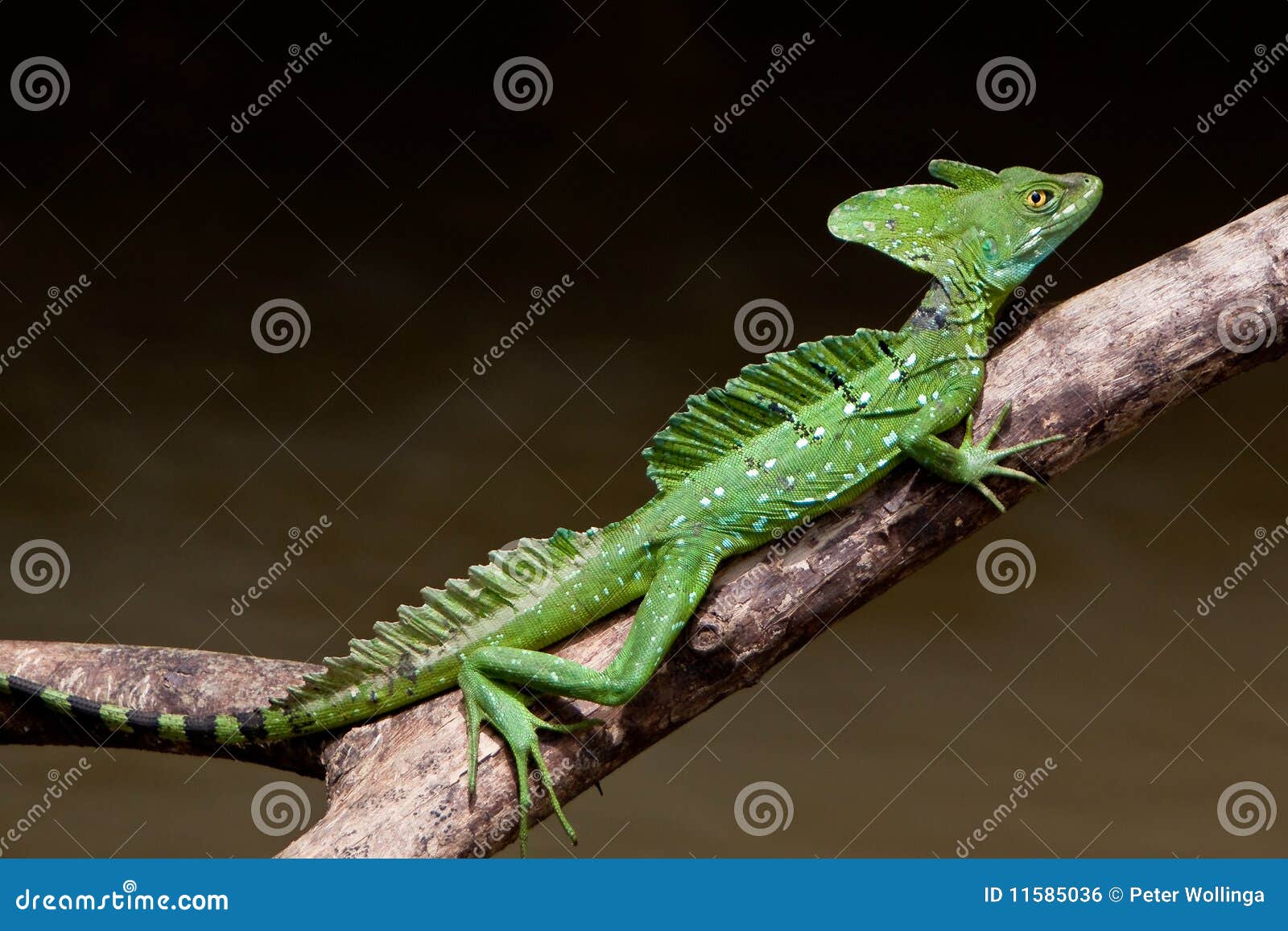 Jesus Crist Lizard Sitting on a Branch Stock Photo Image of iguana