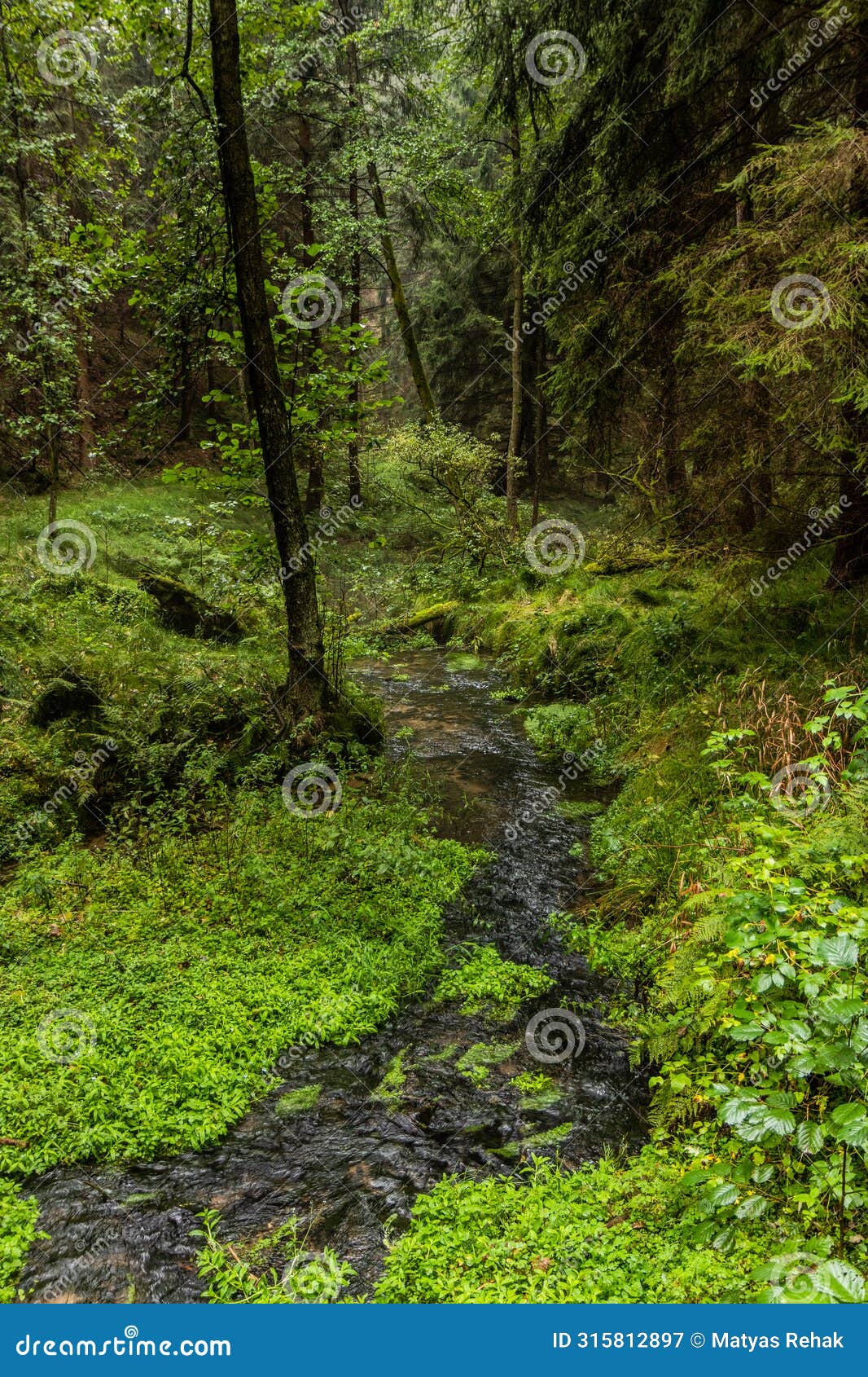 jetrichovicka bela stream in the czech switzerland national park, czech republ