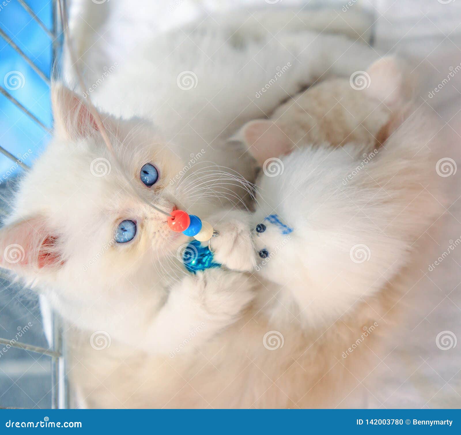 Jeu Angora Turc De Chat Photo Stock Image Du Long Bleu Jeu Angora Turc De Chat Photo Stock Image Du Long Bleu