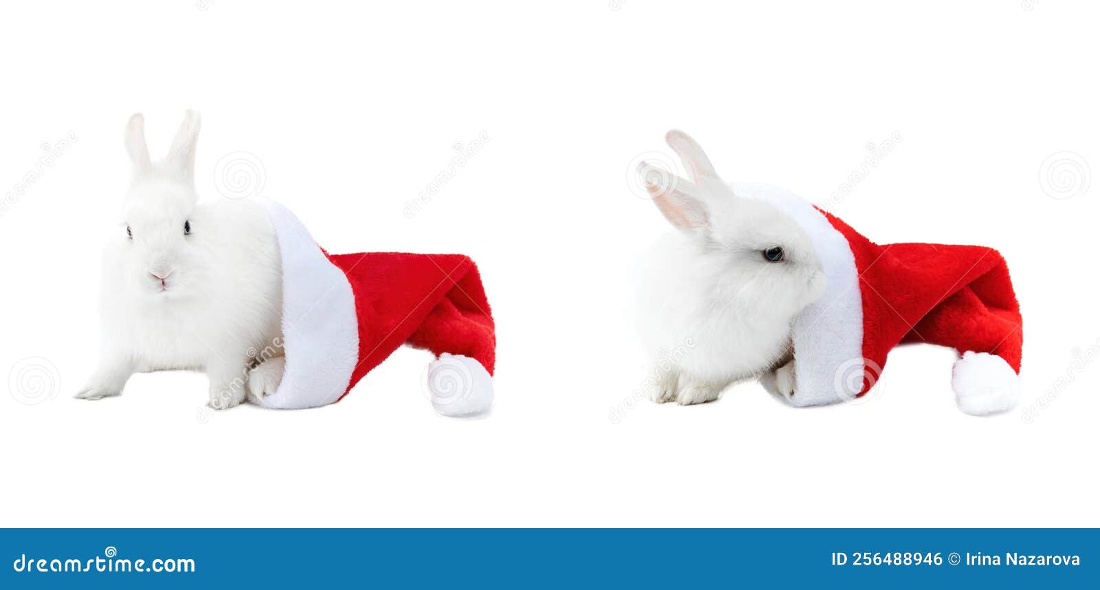 Jeu De Lapins De Noël. Un Lapin Blanc Drôle Sort D'un Chapeau