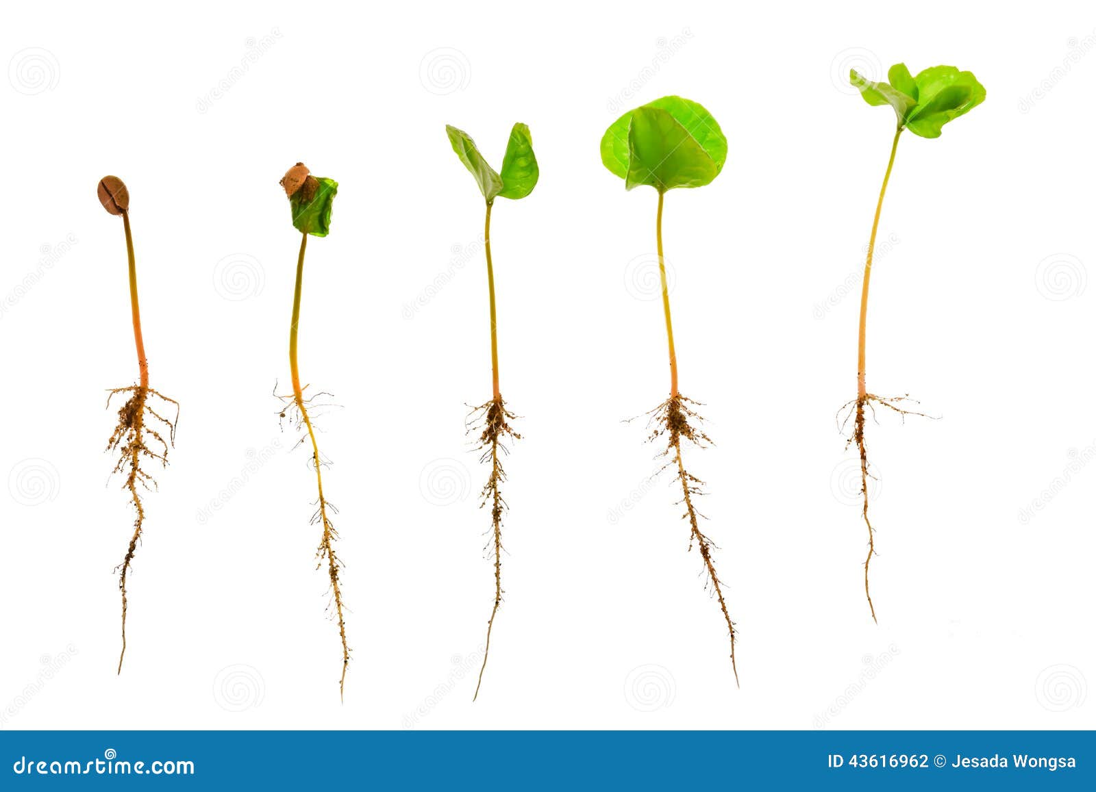 La Mini Jeune Plante De Pousse De La Fleur De Souci Avec La Racine S'est  Préparée à P Image stock - Image du jeune, souci: 119018765