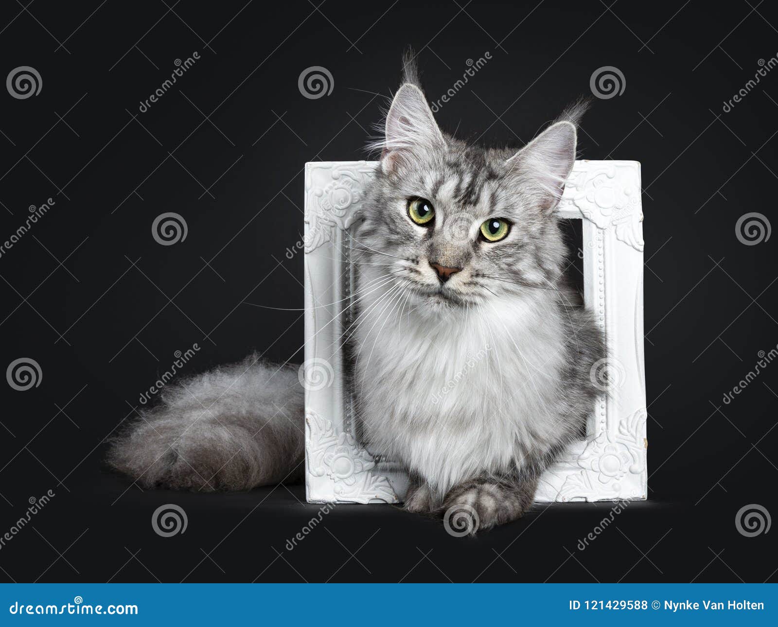 Jeune Chat Adulte Tigre Argente Majestueux De Maine Coon Se Reposant Dans Le Cadre De Tableau Blanc Regardant Directement La Len Photo Stock Image Du Isolement Jeune