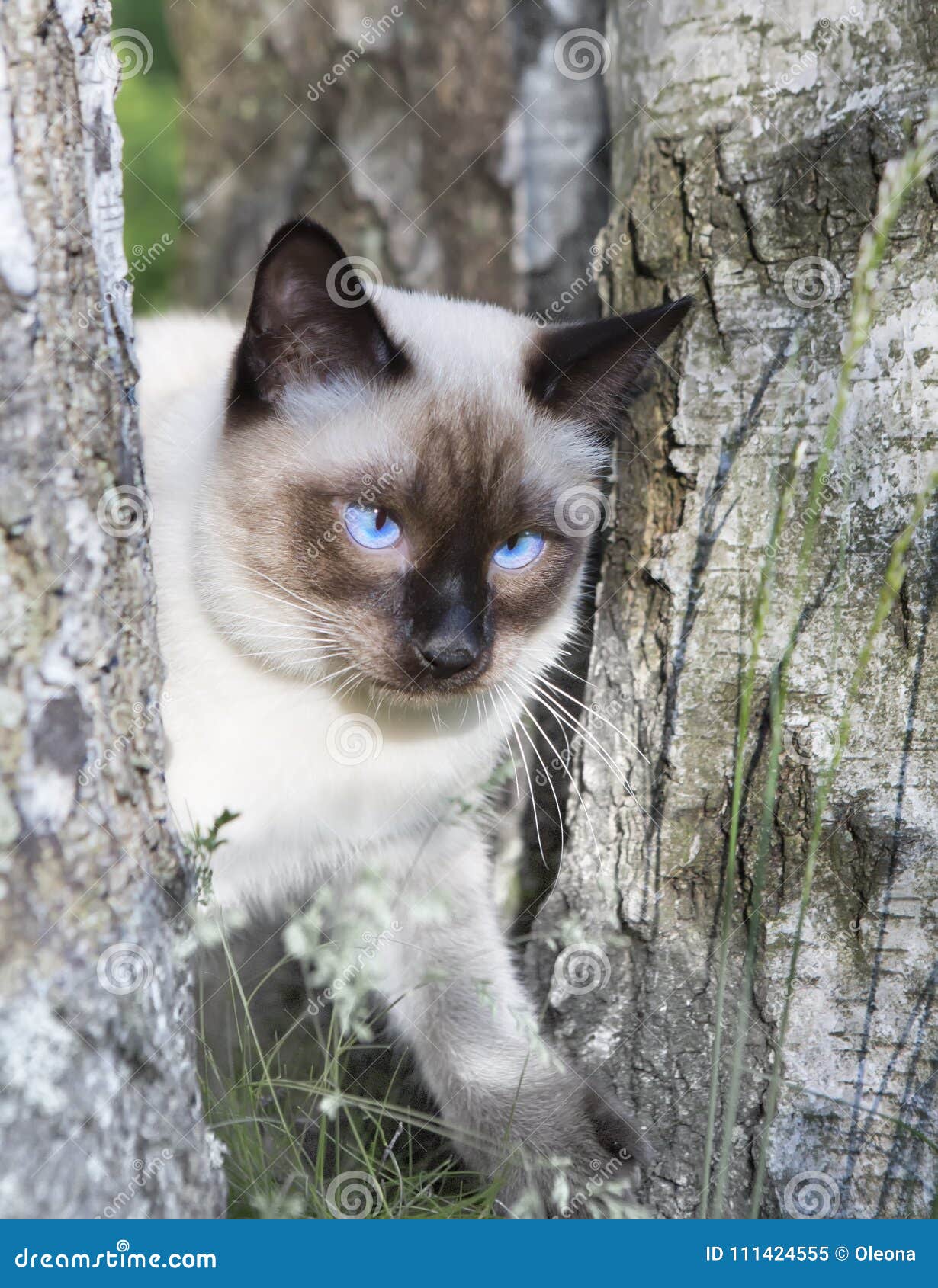 Jeune Chat Aux Cheveux Courts Couleur De Point De Joint Avec Des Yeux Bleus Sur Un Bouleau Image Stock Image Du Lumineux Creme Jeune Chat Aux Cheveux Courts Couleur De Point De Joint Avec Des Yeux Bleus Sur Un Bouleau Image Stock Image Du Lumineux Creme