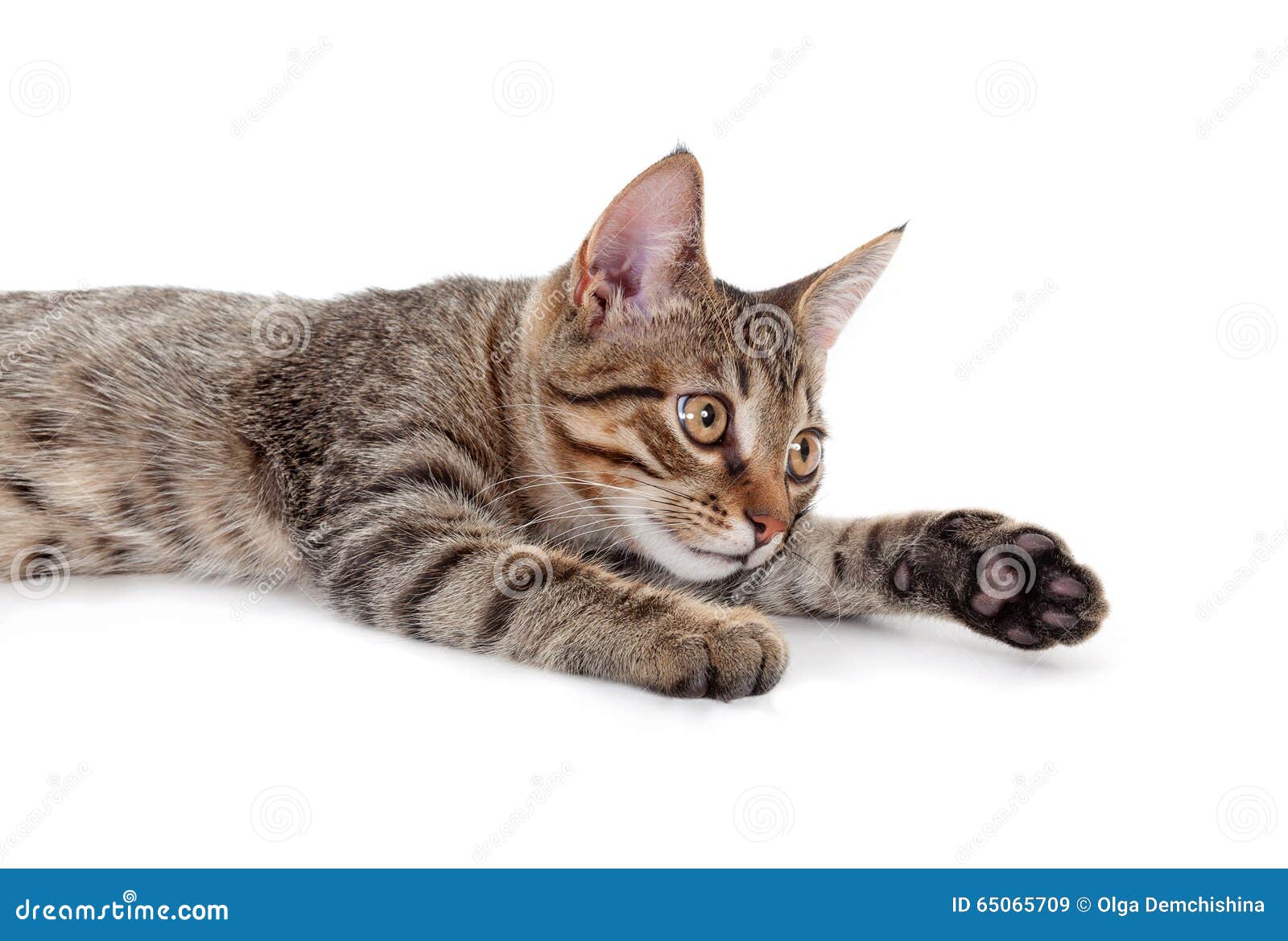Jeune Chat Gris Image Stock Image Du Verticale Animal