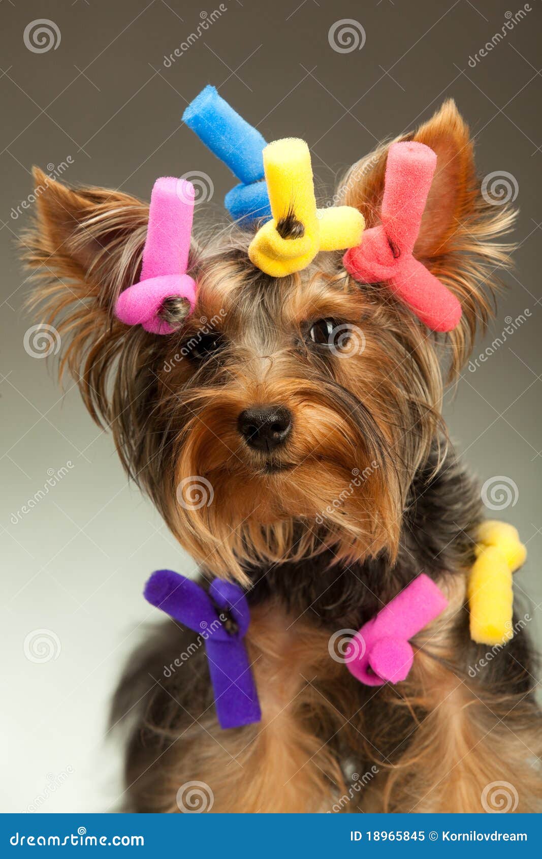 Jeune Chien Terrier De Yorkshire Image stock - Image du cheveu, drôle: 18965845