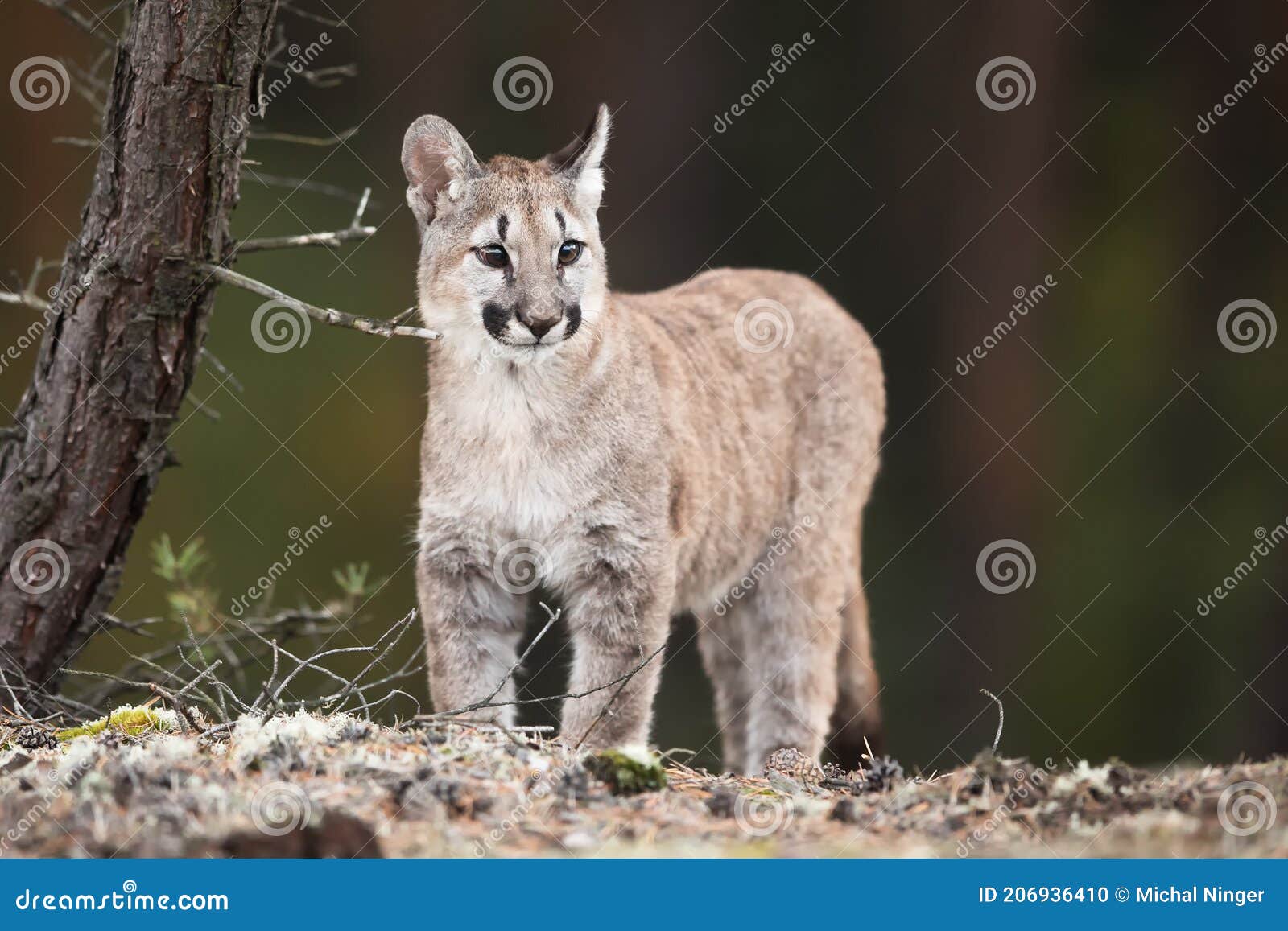 Jeune De Puma Concolor De Cougar De Cougar Se Tenant Bien Comme