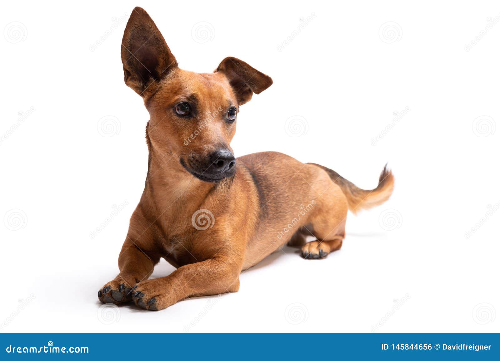Jeune Et Petit Chien Brun Disolement Sur Un Fond Blanc