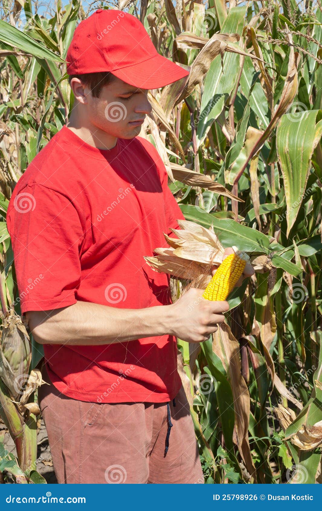 Un jeune fermier dans le domaine de maïs