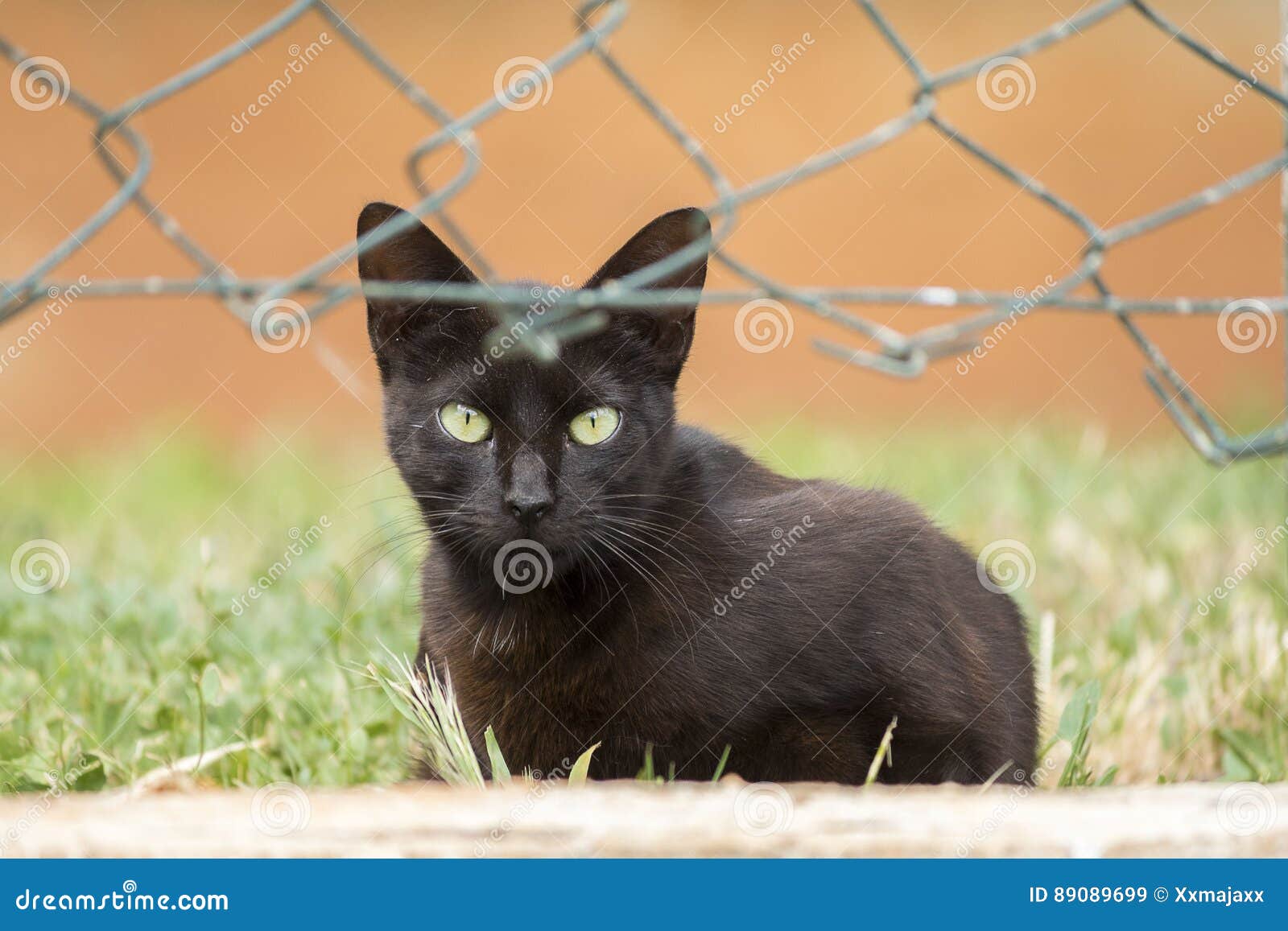 Jeune Fin De Chat De Chaton De Chat Noir Image Stock Image Du Garnitures Mignon 0699 Jeune Fin De Chat De Chaton De Chat Noir Image Stock Image Du Garnitures Mignon 0699