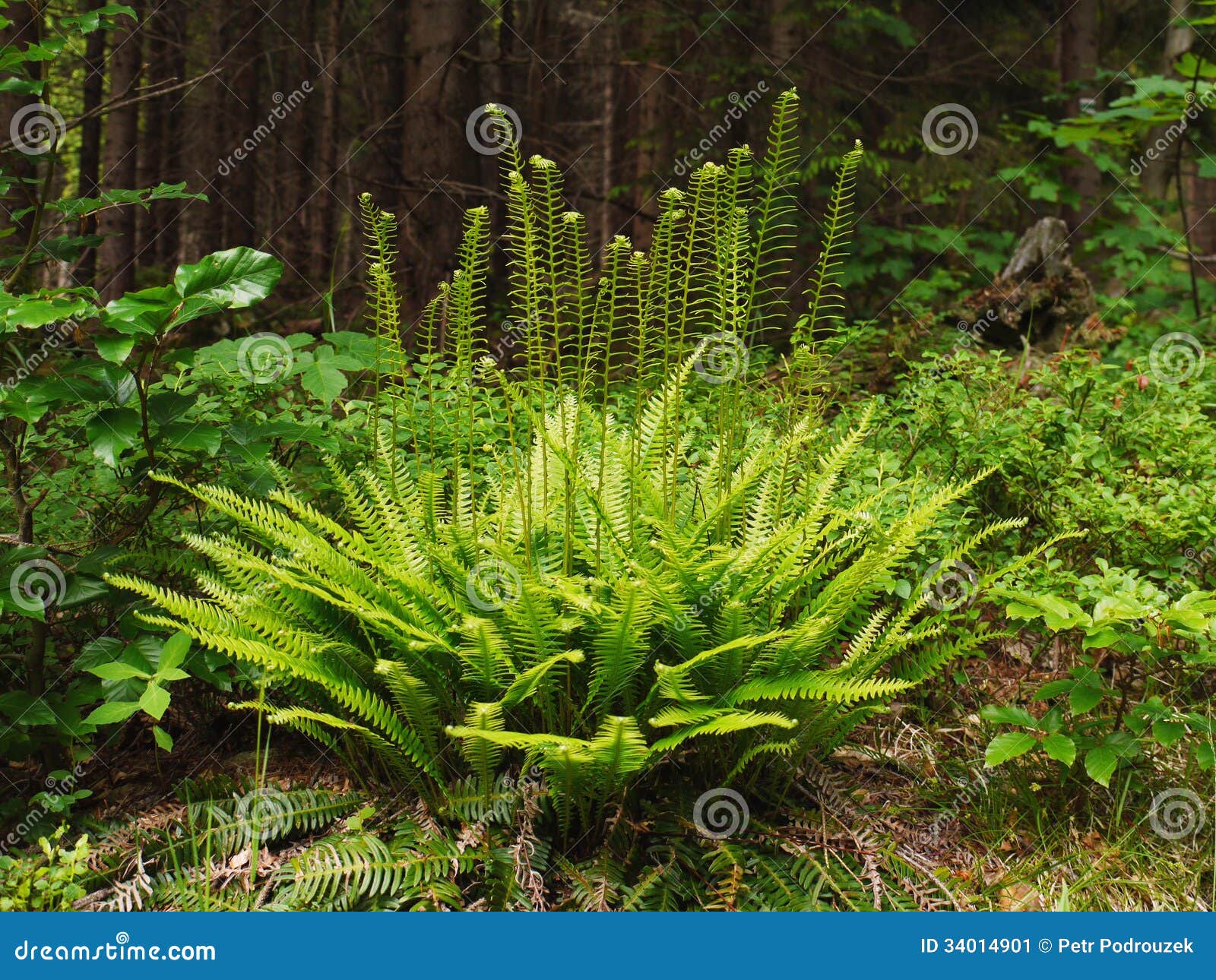 Jeune fougère verte dans la forêt. Montagnes géantes.